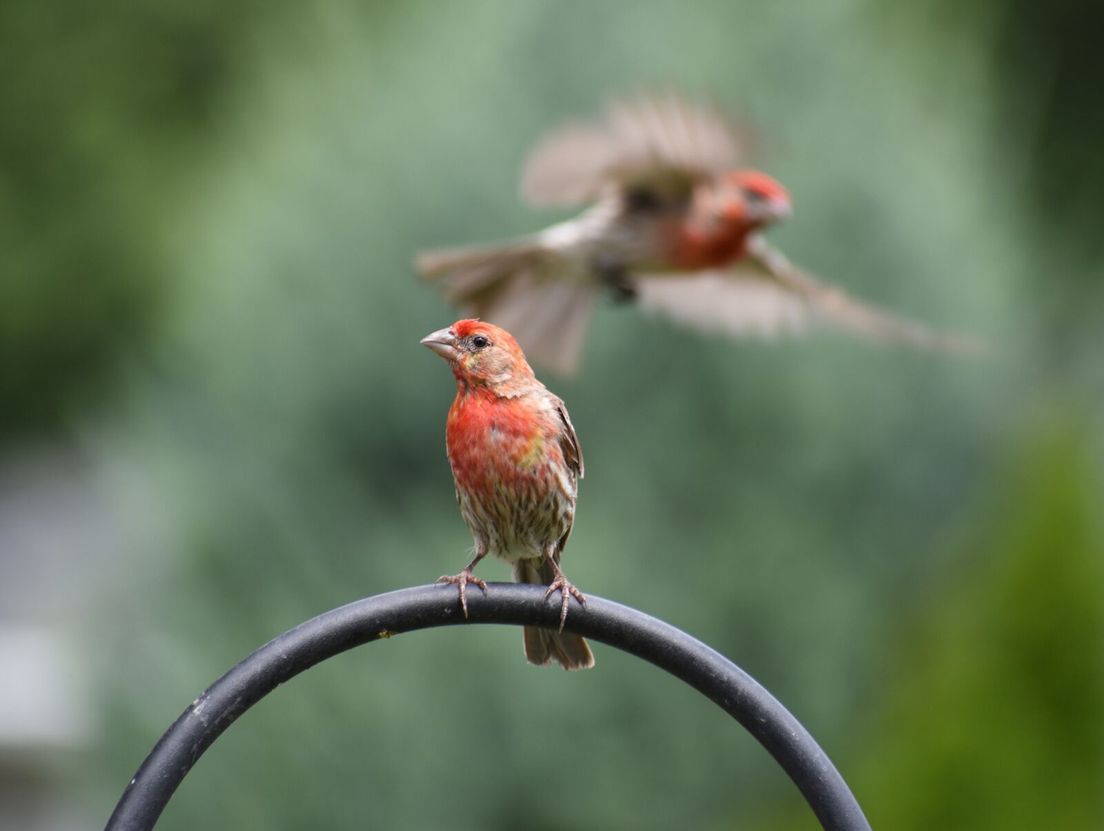 Nikon D5500 sample photo. Sparrow, sparrows, bird photography