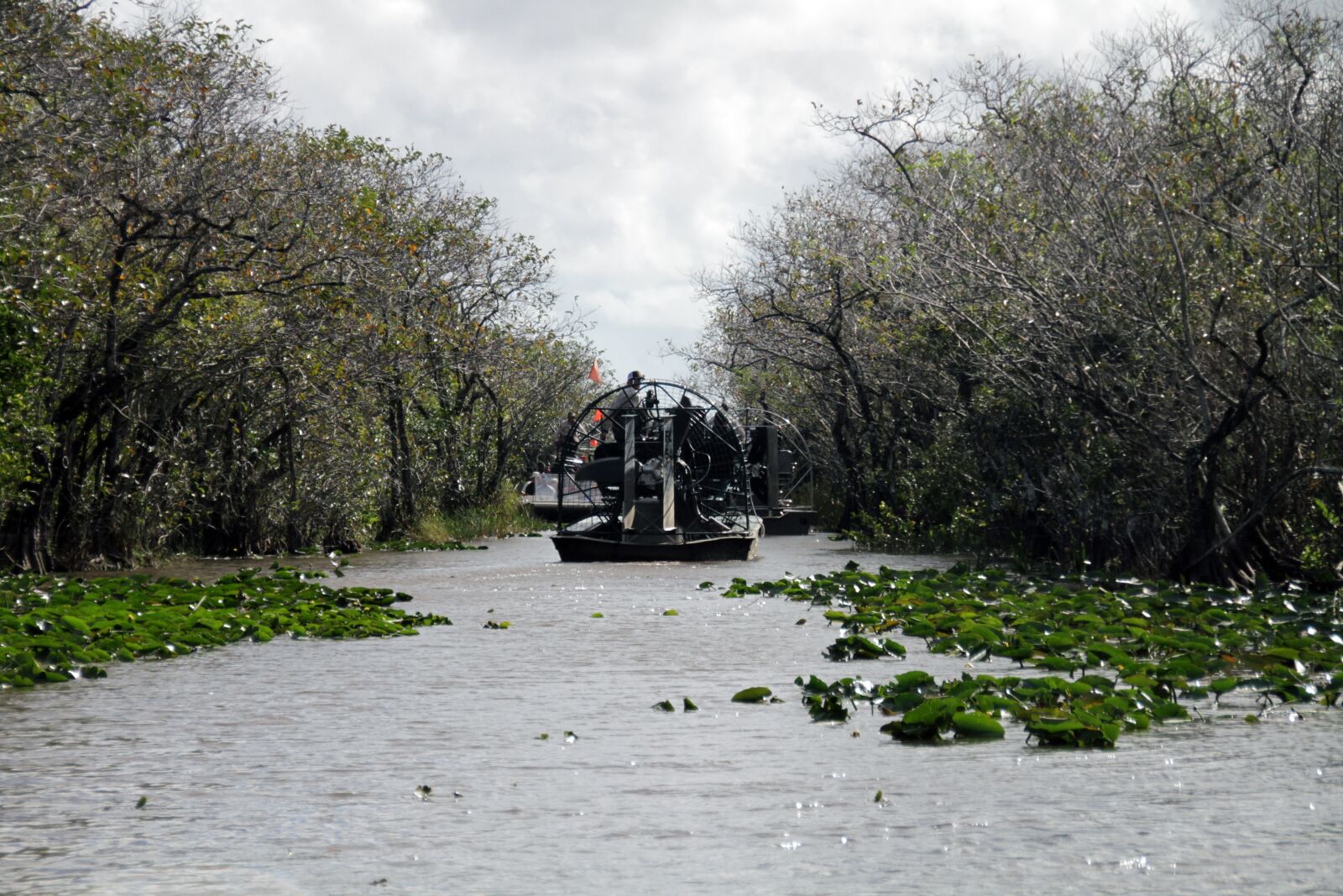 Canon EOS 7D sample photo. Everglades, alligator, reptile photography