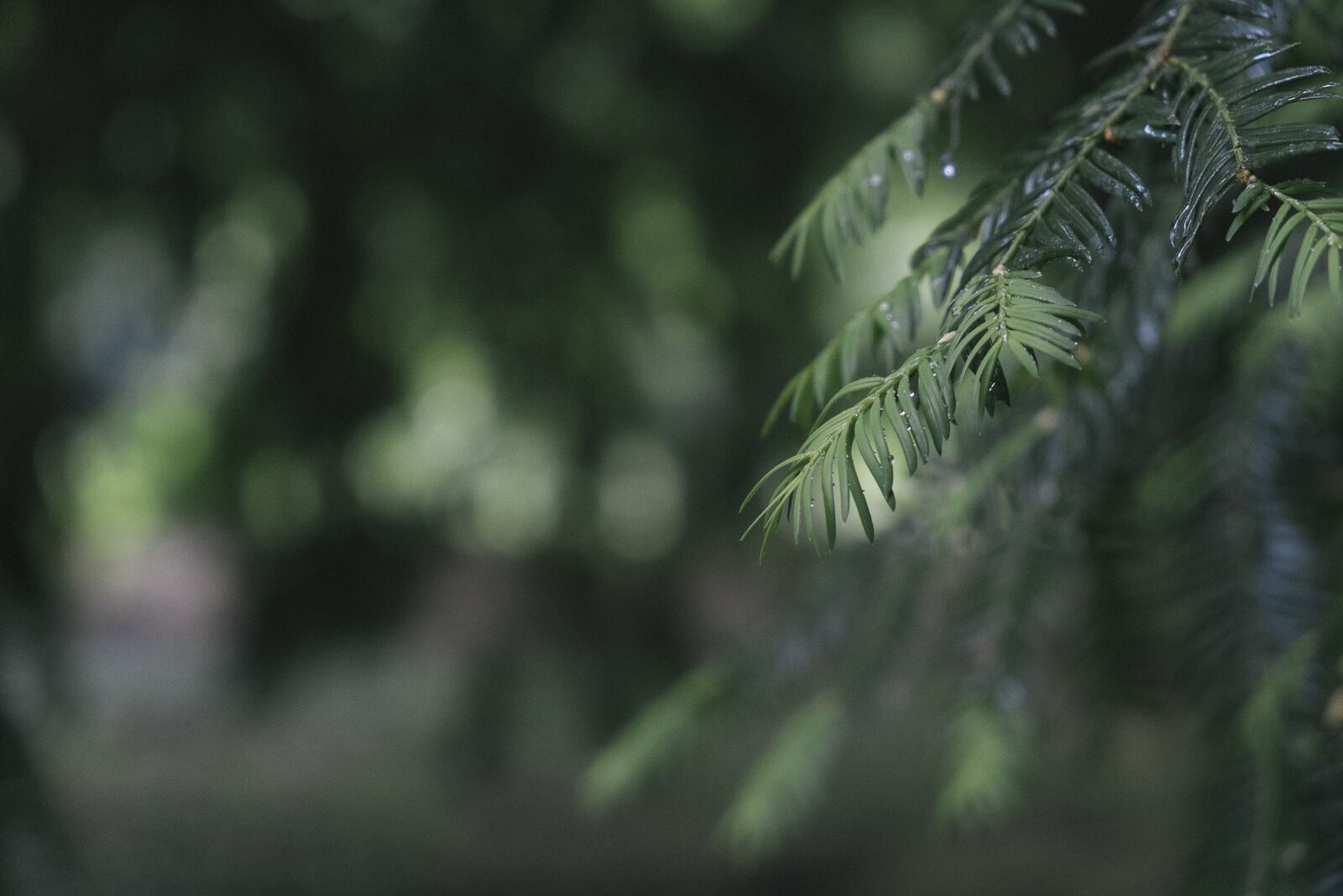 Fujifilm X-E1 sample photo. Pine, tree, evergreen photography