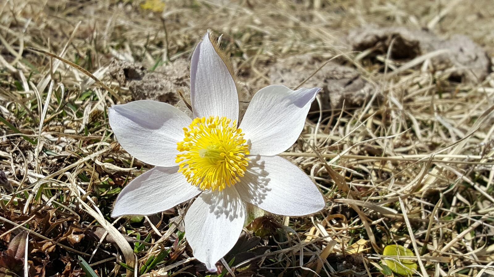 Samsung GALAXY S6 edge sample photo. Finger pasque flower, alpine photography