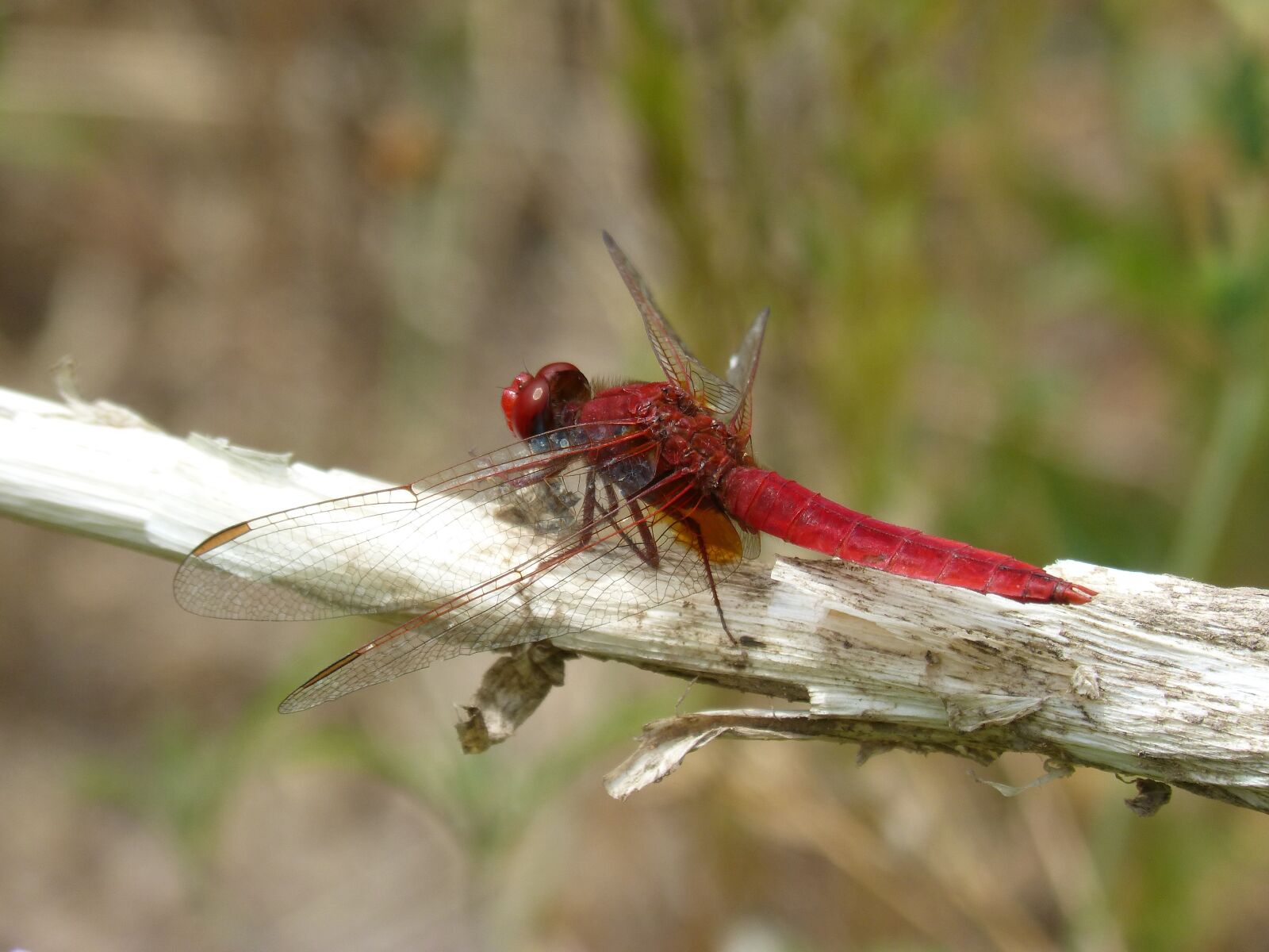 Panasonic DMC-FZ62 sample photo. Dragonfly, red dragonfly, erythraea photography