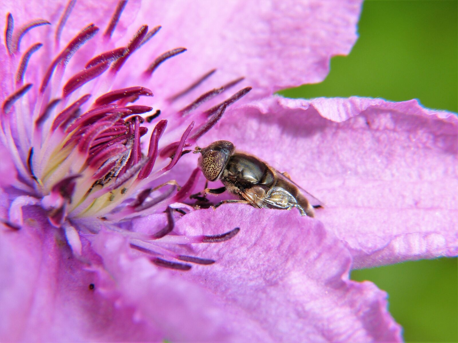 Panasonic Lumix DMC-FZ150 sample photo. Clematis, blossom, bloom photography
