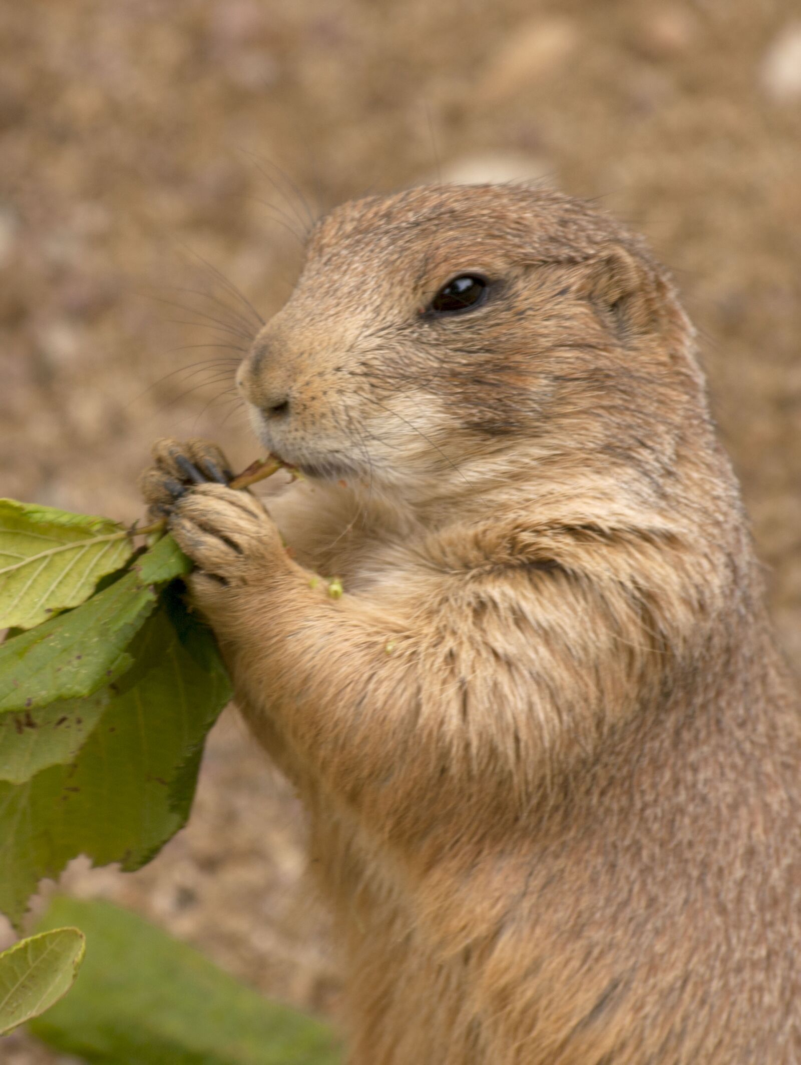 Olympus E-3 sample photo. Animal, zoo, gnaw photography