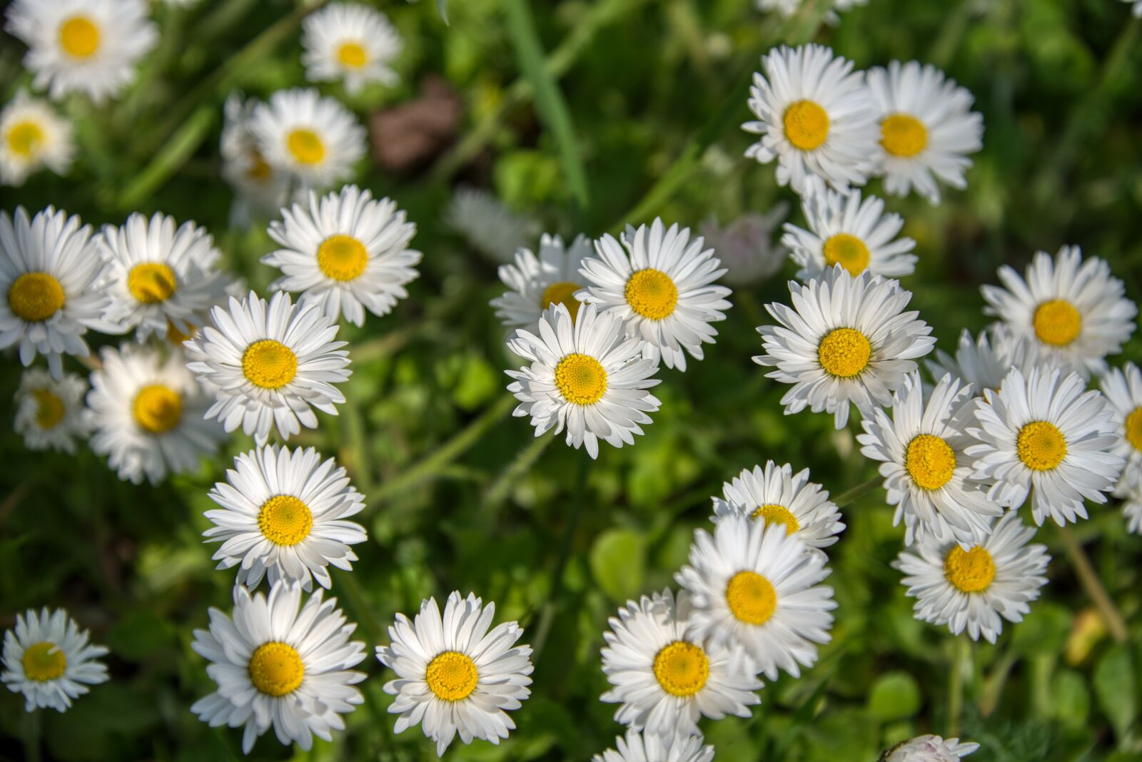 Nikon D750 sample photo. Daisy, tausendschön, meadow photography