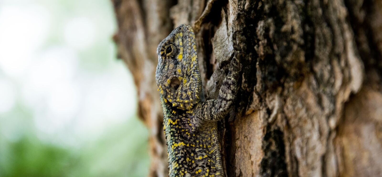 Nikon D3300 sample photo. Animal, close-up, lizard photography