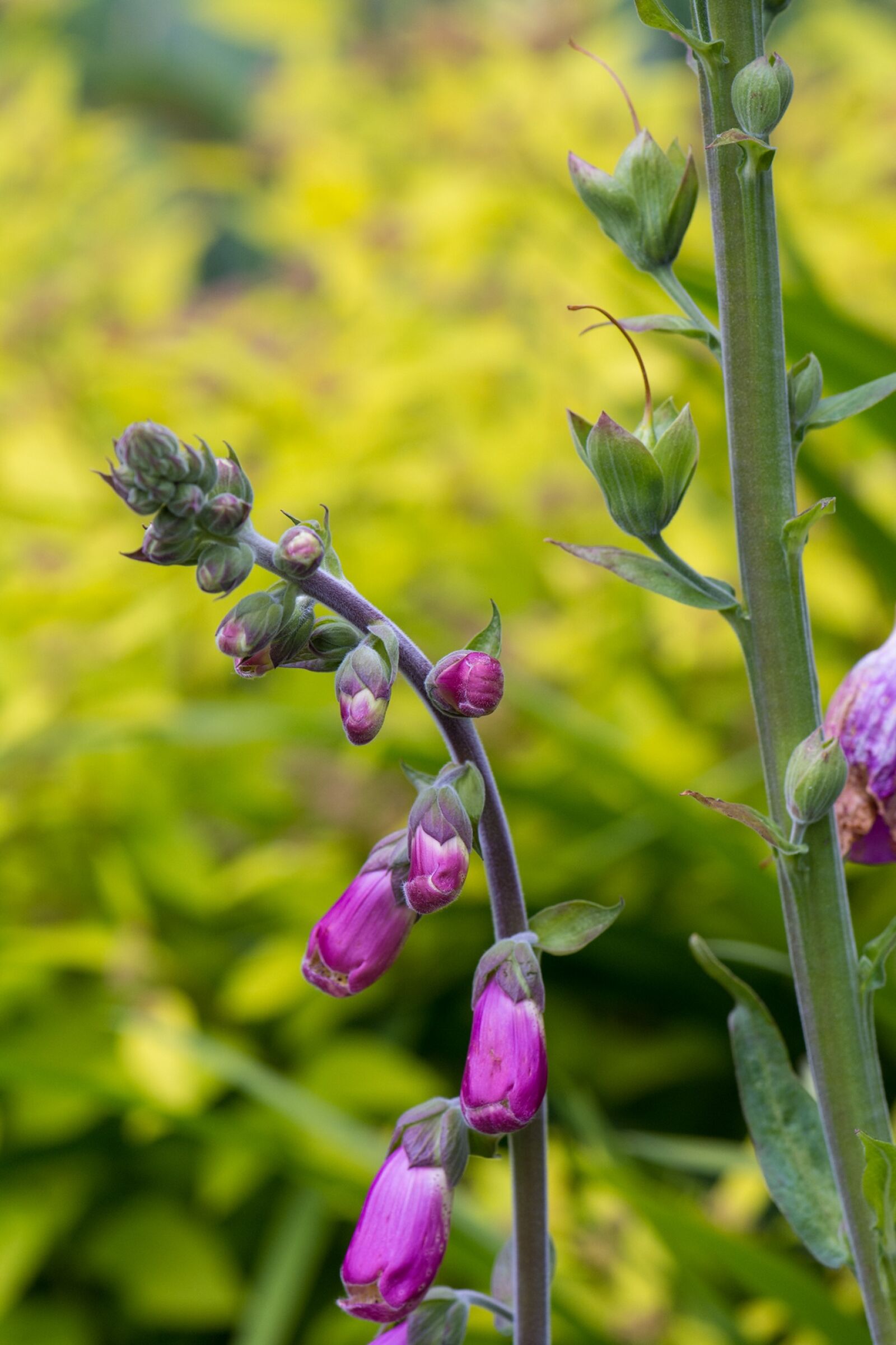 Nikon D7100 sample photo. Thimble, common foxglove, plant photography