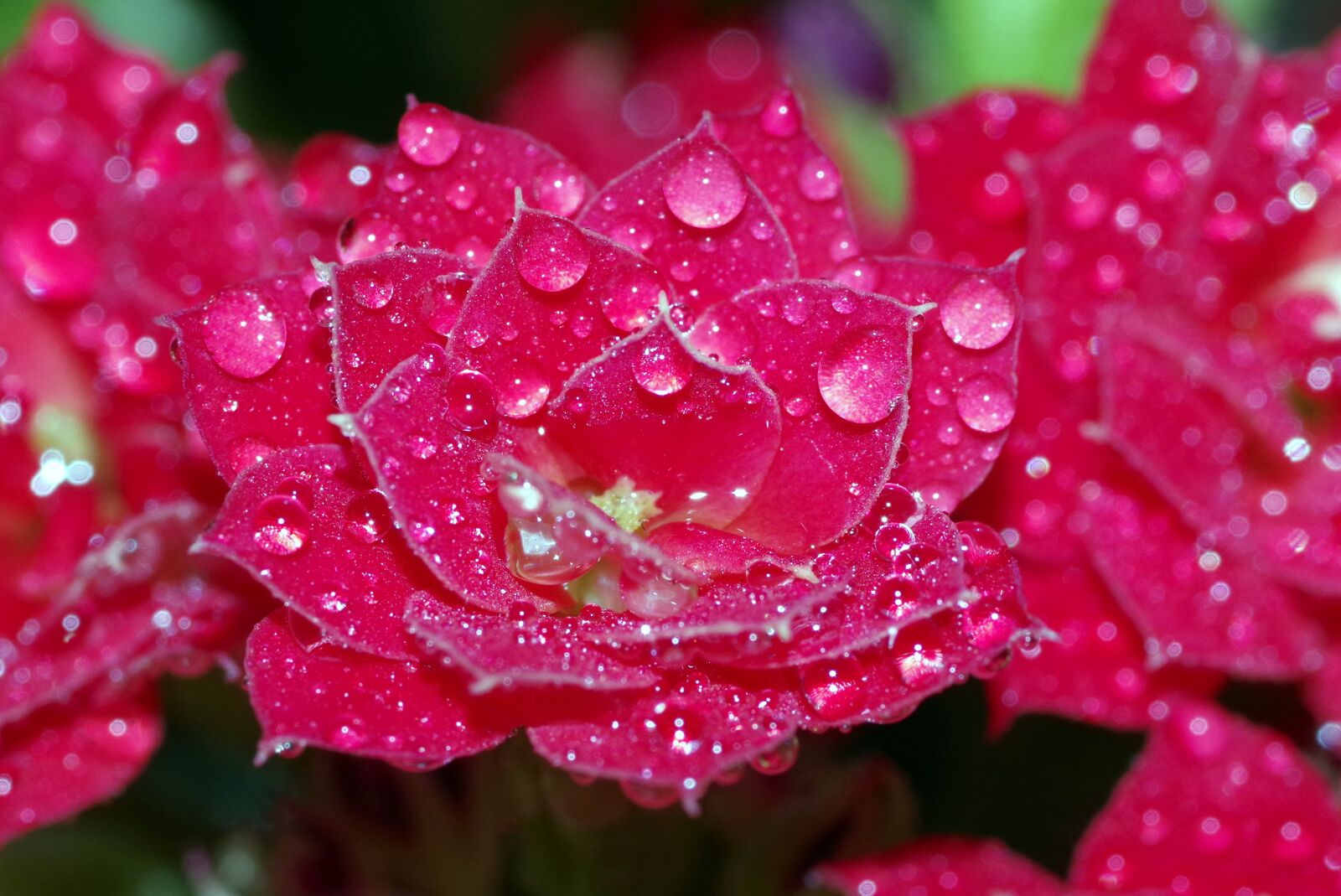 Pentax K-S2 sample photo. Rosa, drops, flower photography