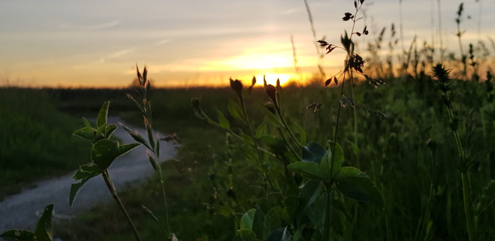 Samsung Galaxy S8 sample photo. Plant, background, focus photography