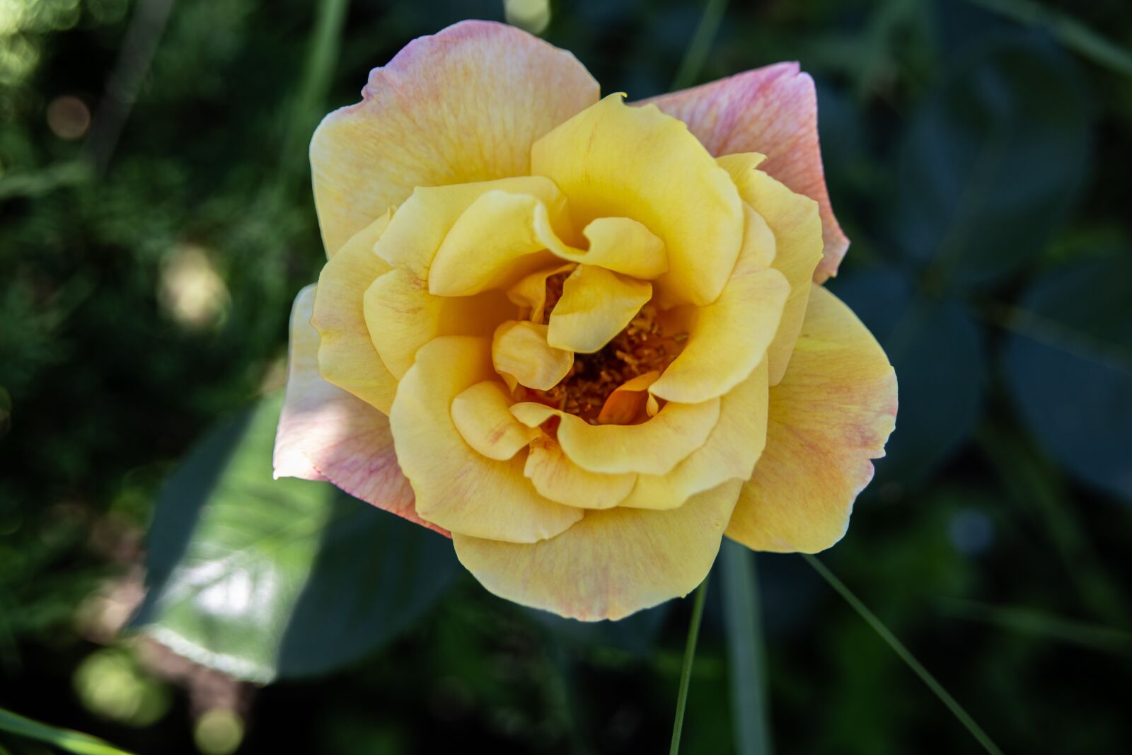 Canon EOS 6D sample photo. Rose, yellow, flower photography