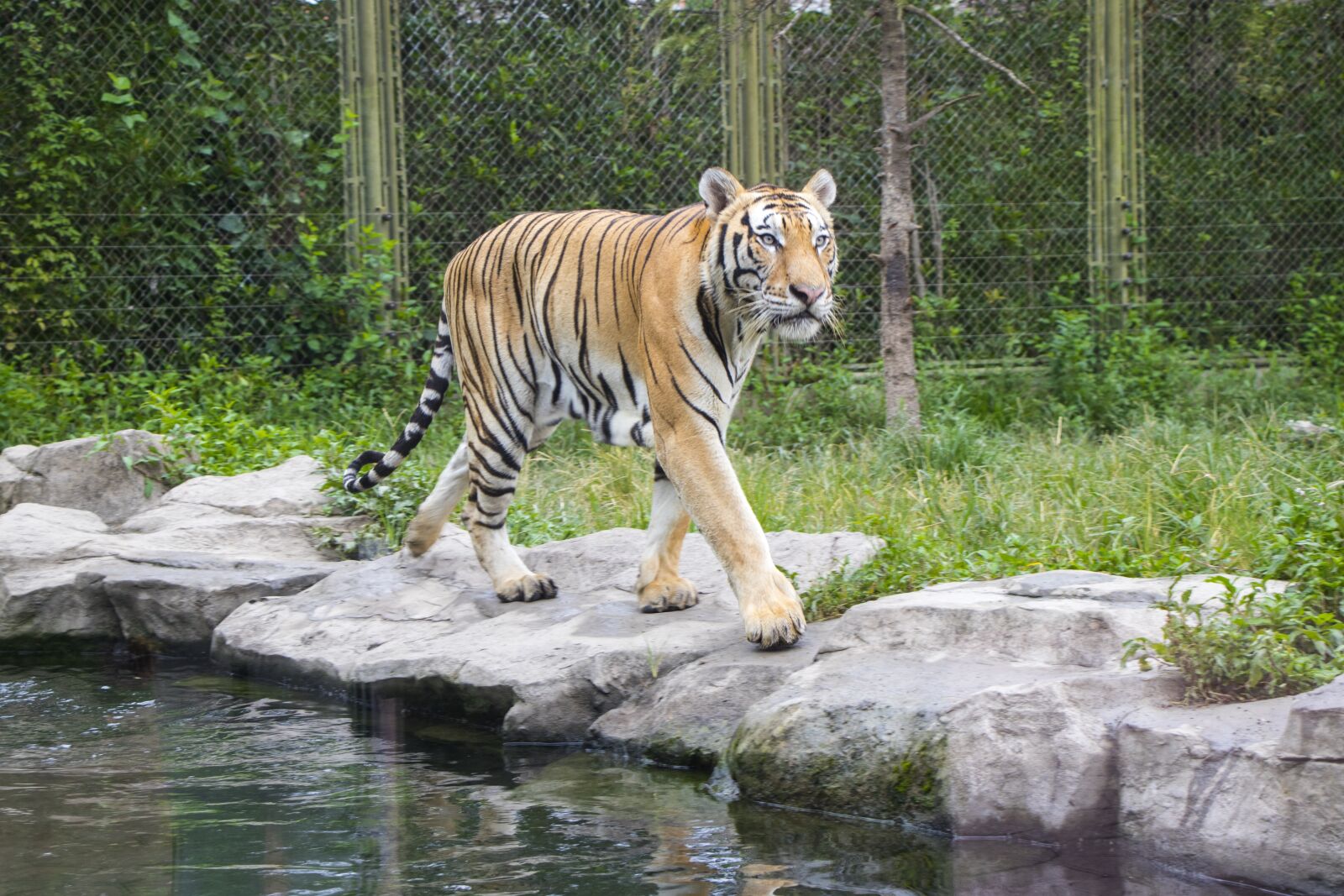 Canon EOS 7D Mark II sample photo. Tiger, shanghai photography
