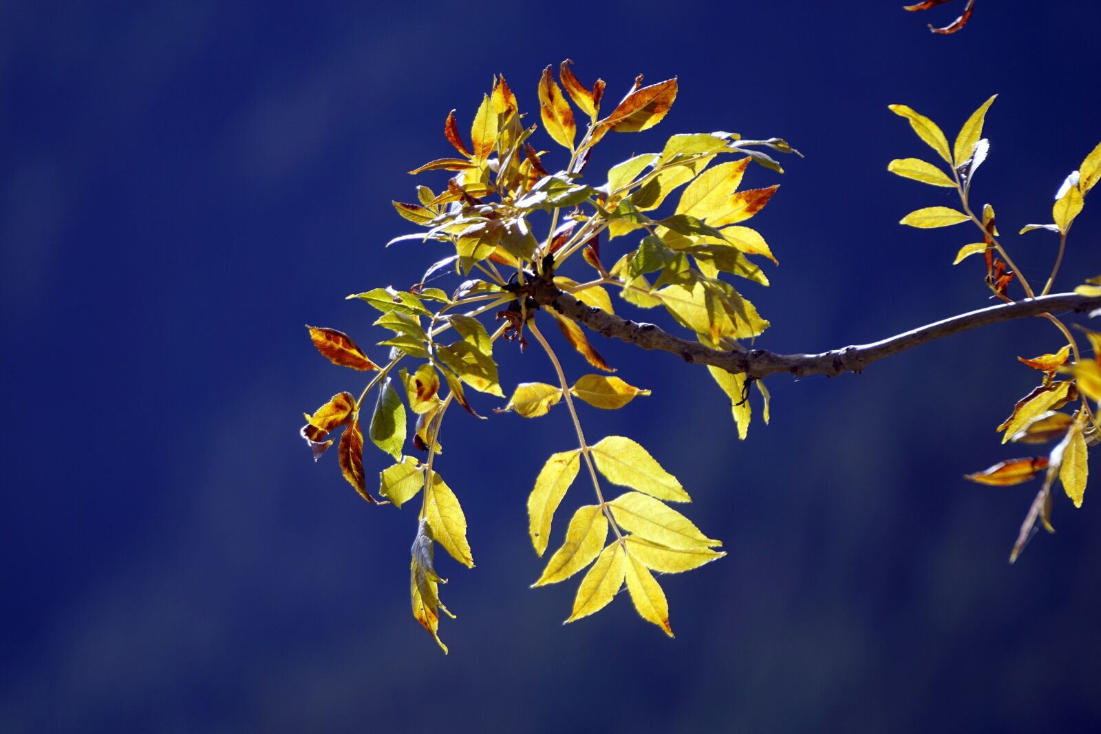 Sony E 55-210mm F4.5-6.3 OSS sample photo. Leaves, yellow, autumn photography