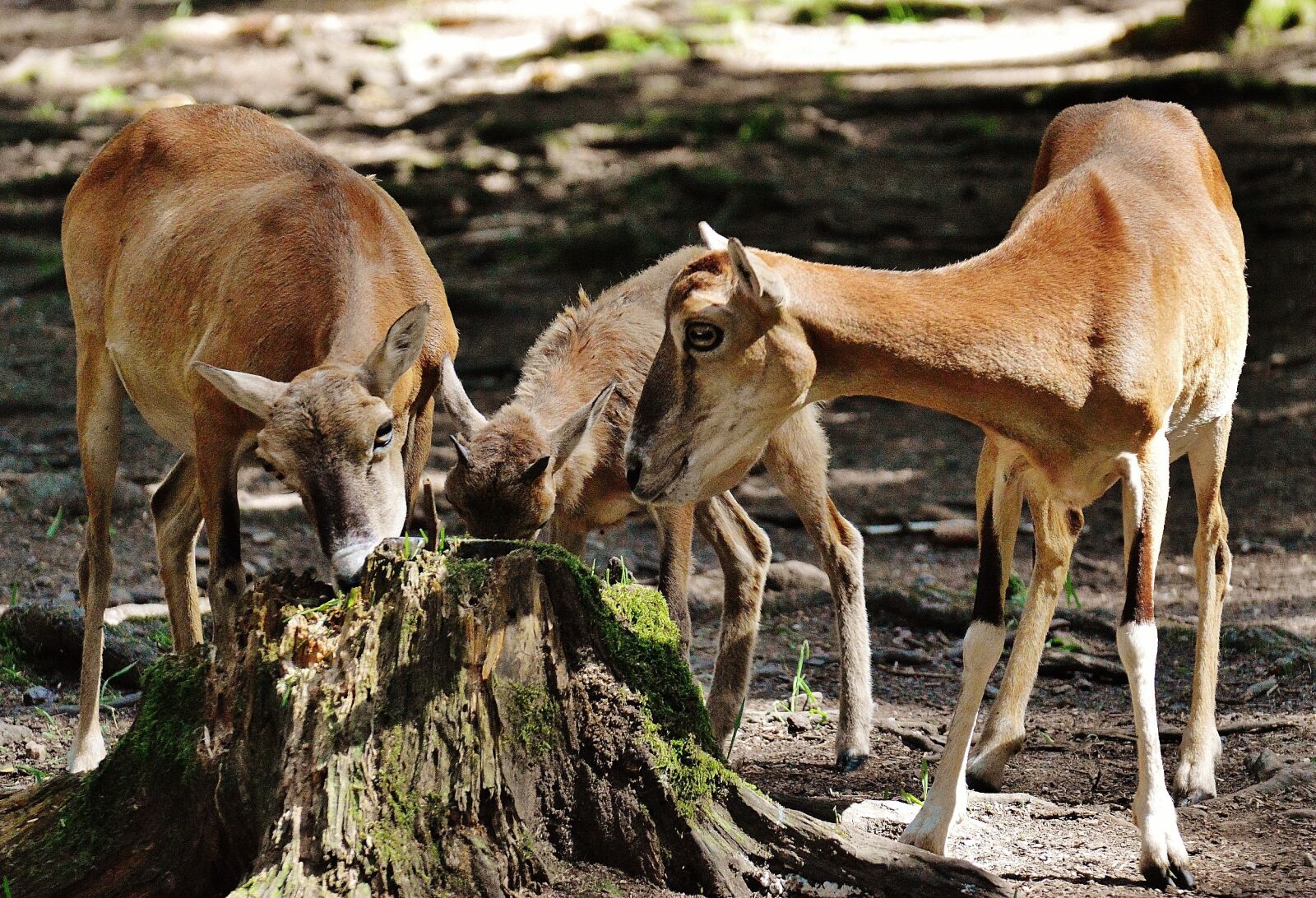 Nikon D3200 sample photo. Deer, young animal, wild photography
