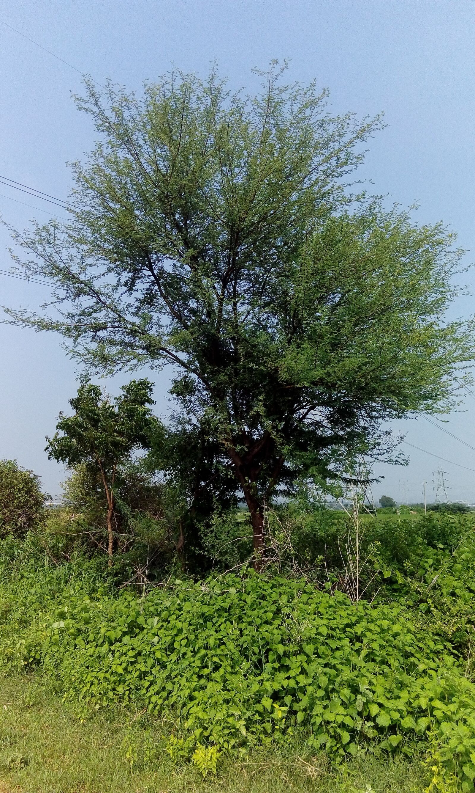HTC DESIRE 626G+ DUAL SIM sample photo. Tree, sky, plant photography