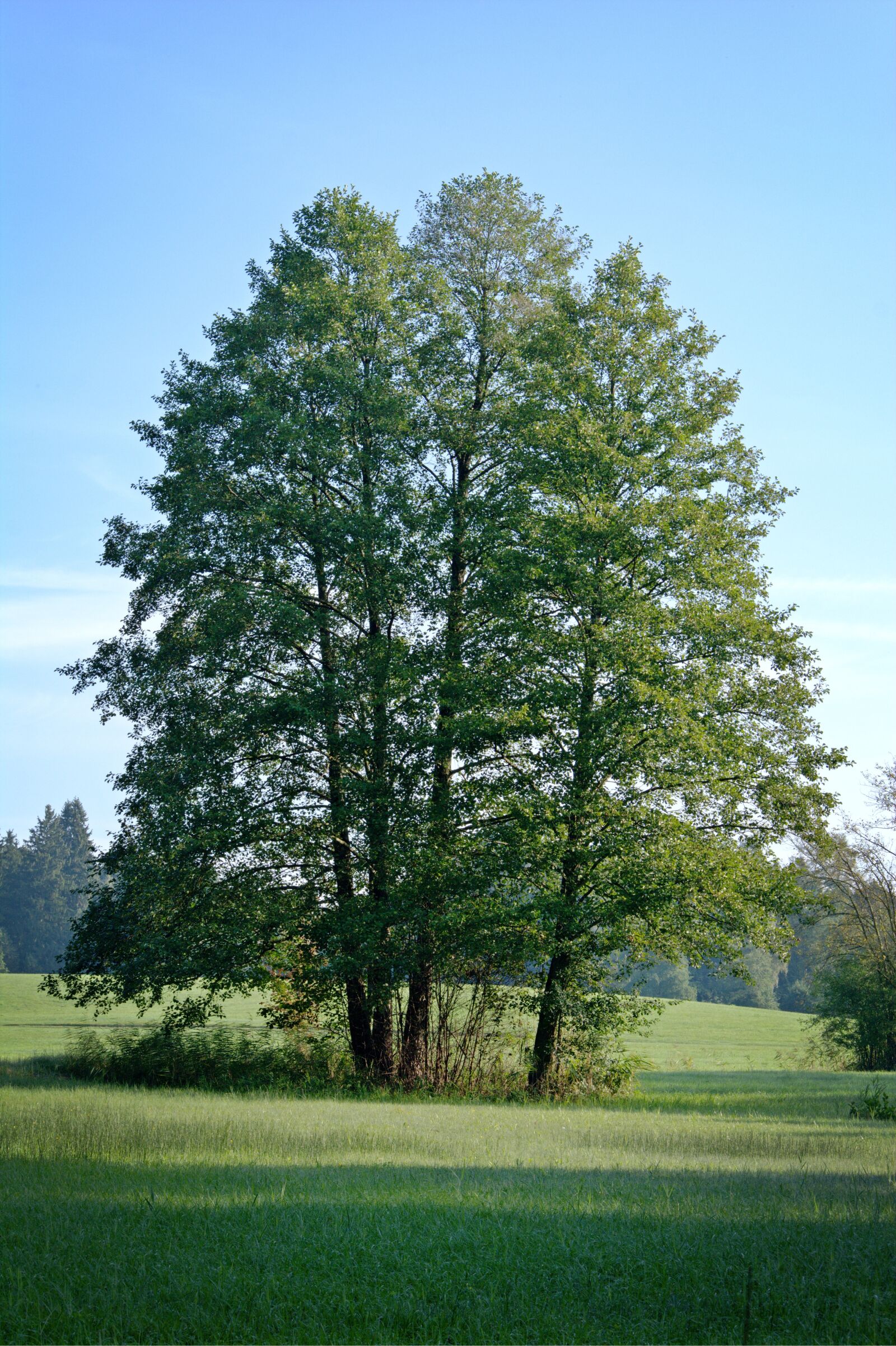 55.0-200.0mm f/4.0-f/5.6 sample photo. Grove of trees, meadow photography