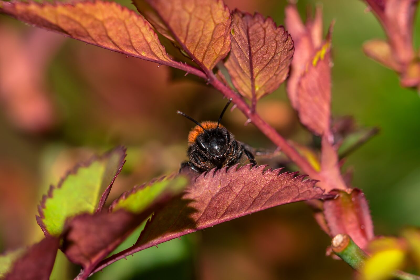 Canon EOS 600D (Rebel EOS T3i / EOS Kiss X5) sample photo. Hummel, macro, insect photography