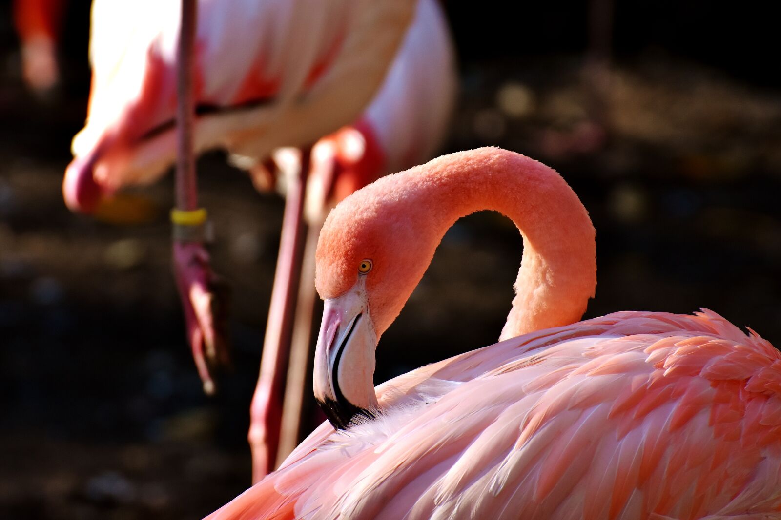 Nikon D7200 sample photo. Flamingo, bird, colorful photography