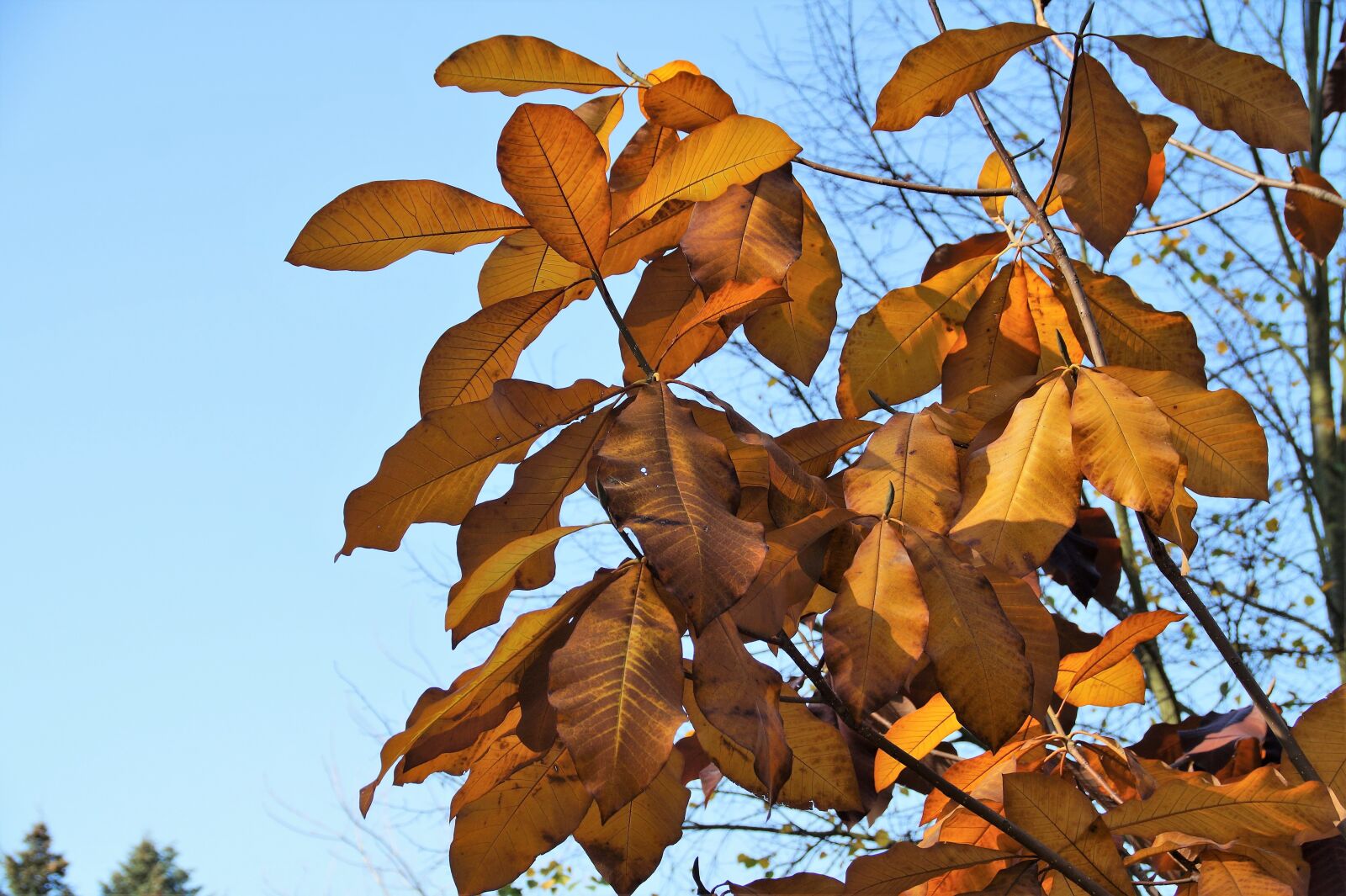 Sony SLT-A58 sample photo. Tree, foliage, autumn photography