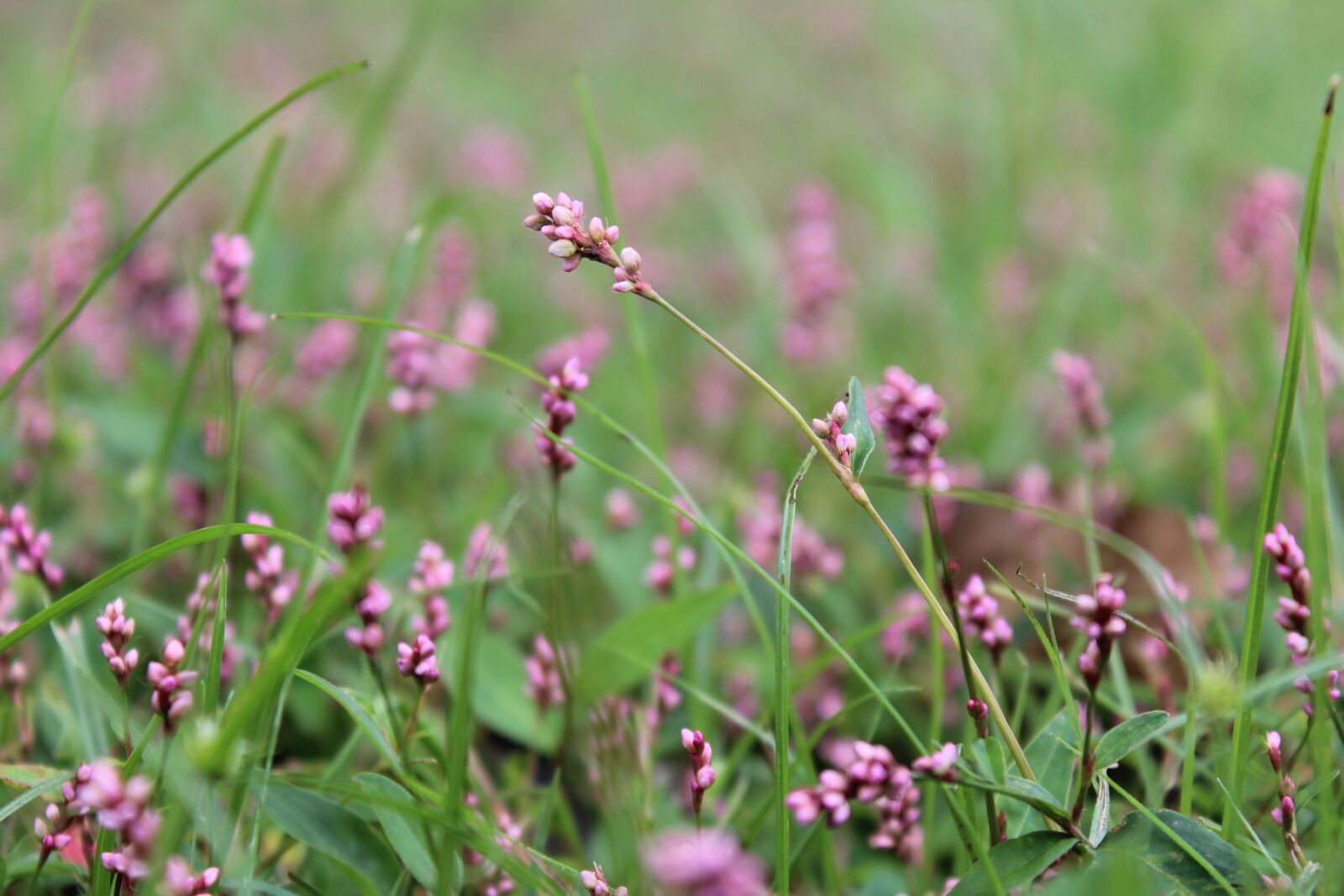 Canon EOS 600D (Rebel EOS T3i / EOS Kiss X5) sample photo. Knotweed, smartweed, wildflower photography
