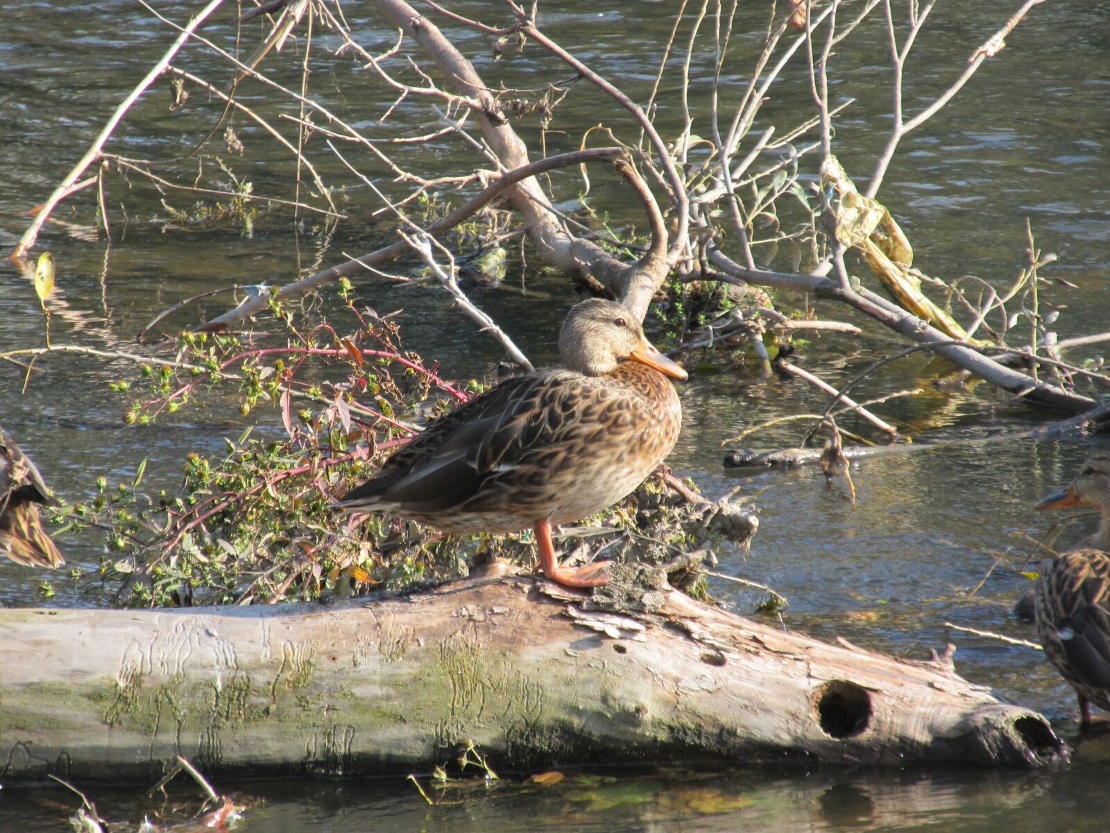 Canon PowerShot SX130 IS sample photo. Duck, river, animal photography