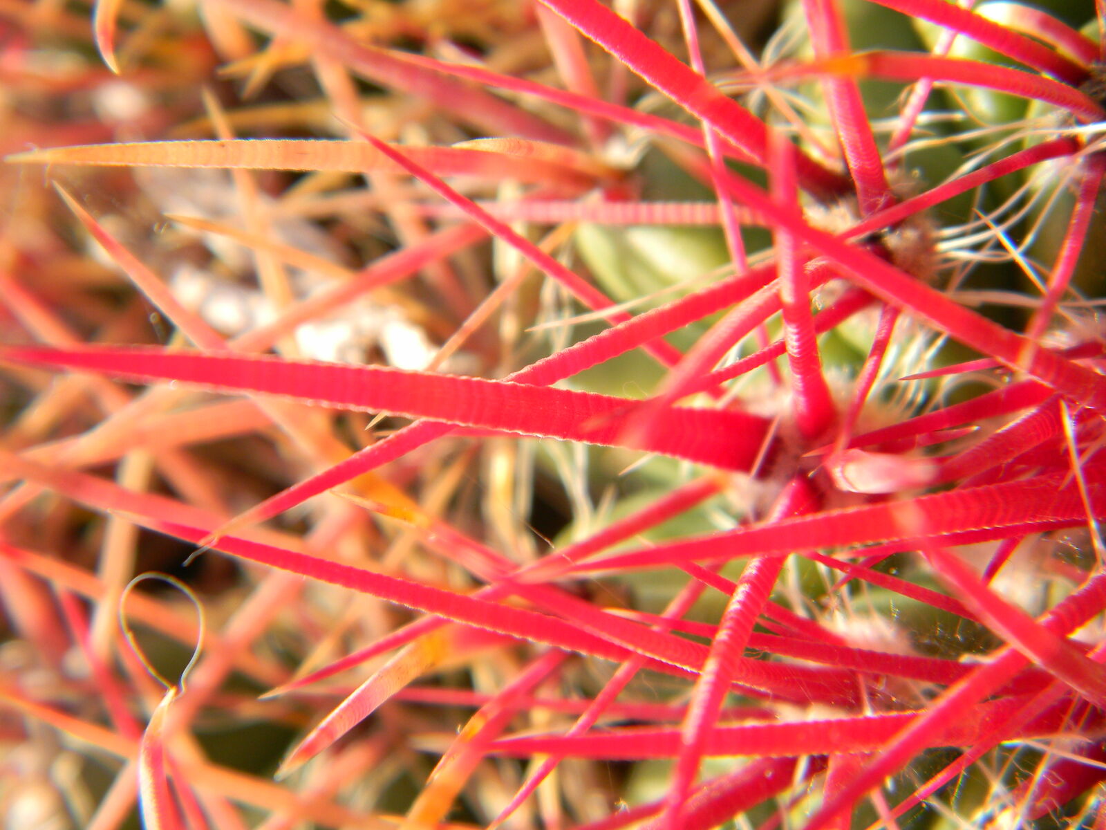 Nikon Coolpix L110 sample photo. Cactus, red, sharp, spikes photography