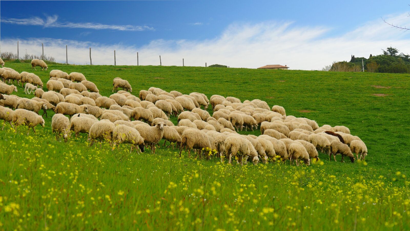 Panasonic Lumix DMC-GH4 + Panasonic Lumix G Vario 14-140mm F3.5-5.6 ASPH Power O.I.S sample photo. The flock, grass, blue photography