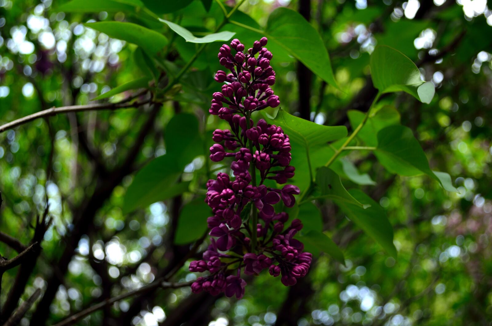 Nikon D5100 sample photo. Spring, bloom, lilac photography