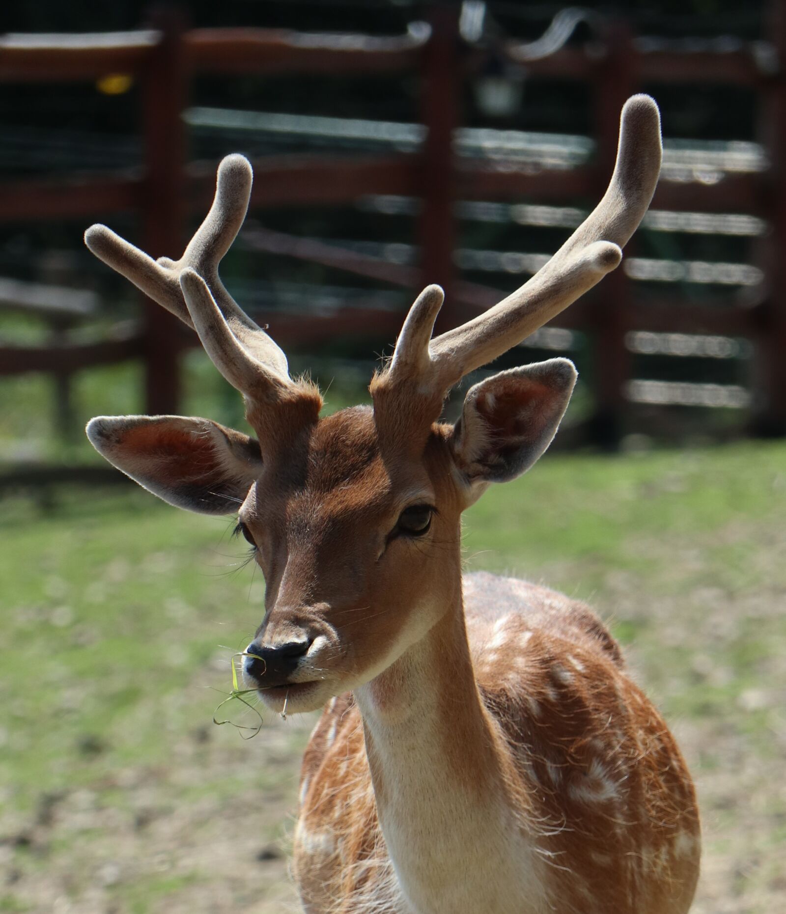 Canon EOS M6 sample photo. Daniel, animal, cervidae photography