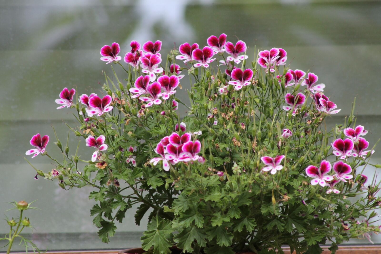 Canon EF75-300mm f/4-5.6 sample photo. Flower, plant, nature photography
