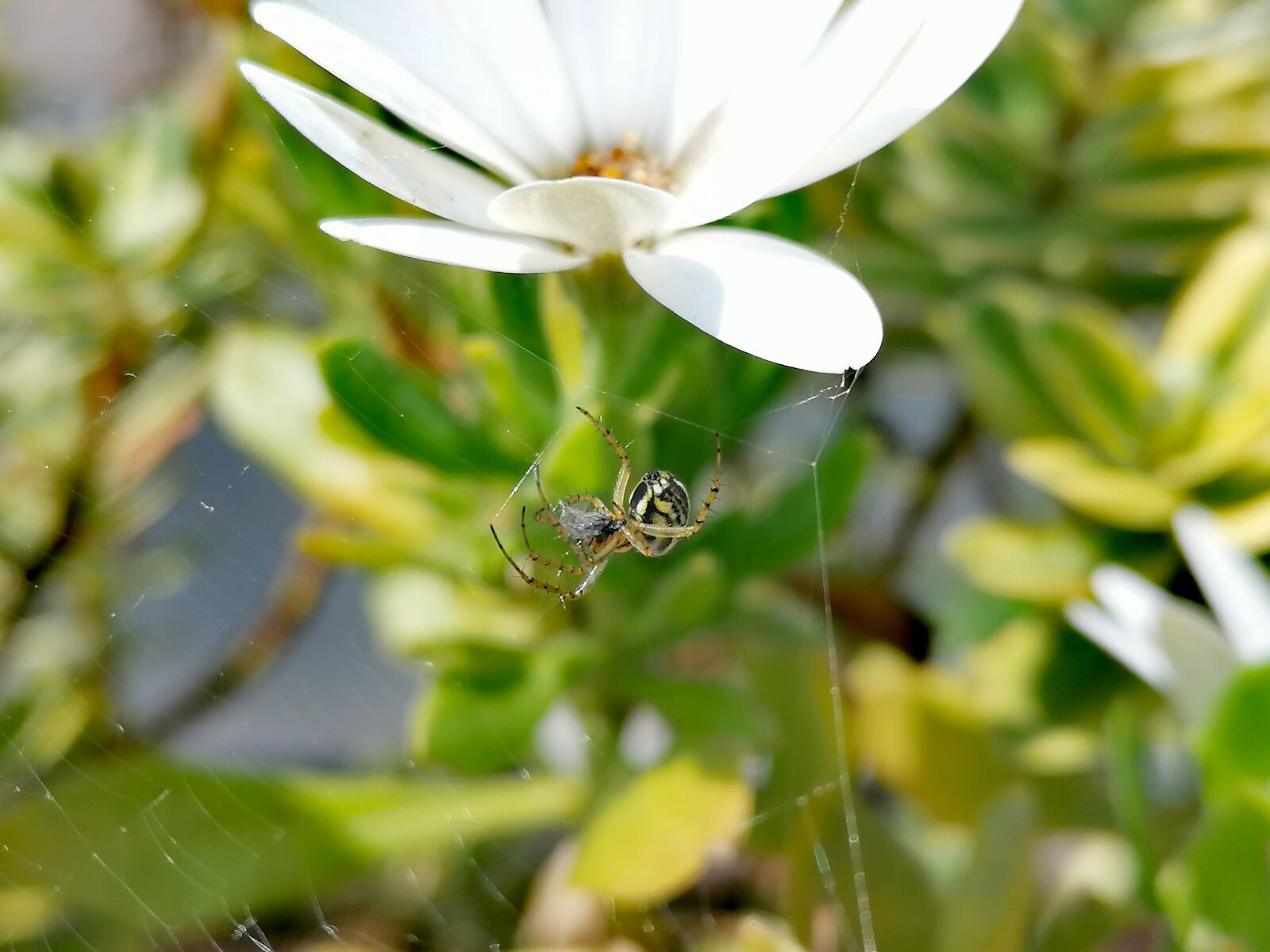 HUAWEI P30 LITE sample photo. Spider, web, spin photography