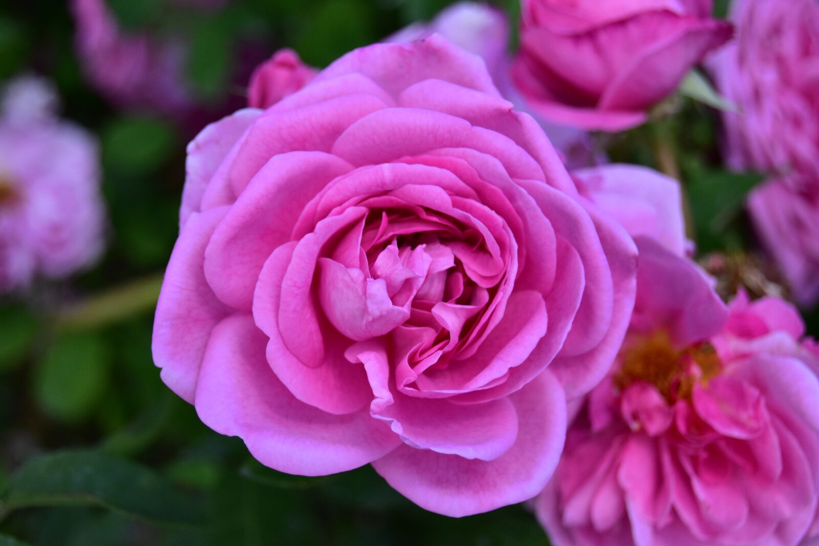 Nikon D5600 sample photo. Blooming pink rose in photography