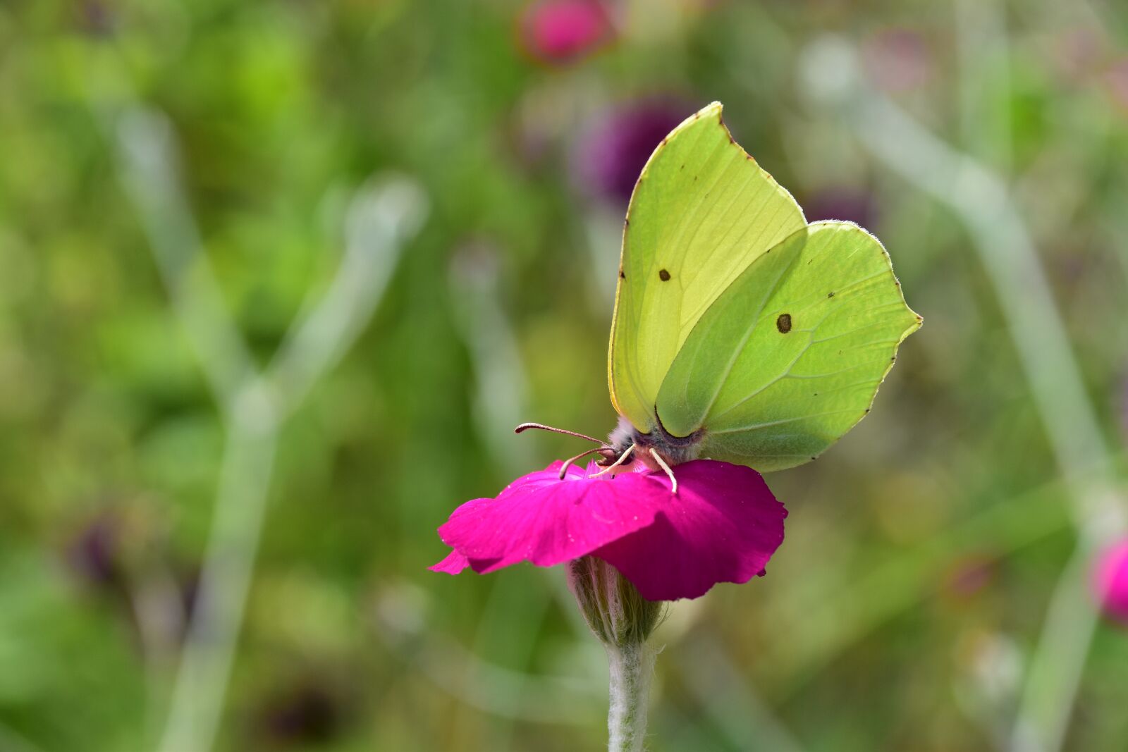 Nikon D5500 sample photo. Butterfly, flower, nature photography