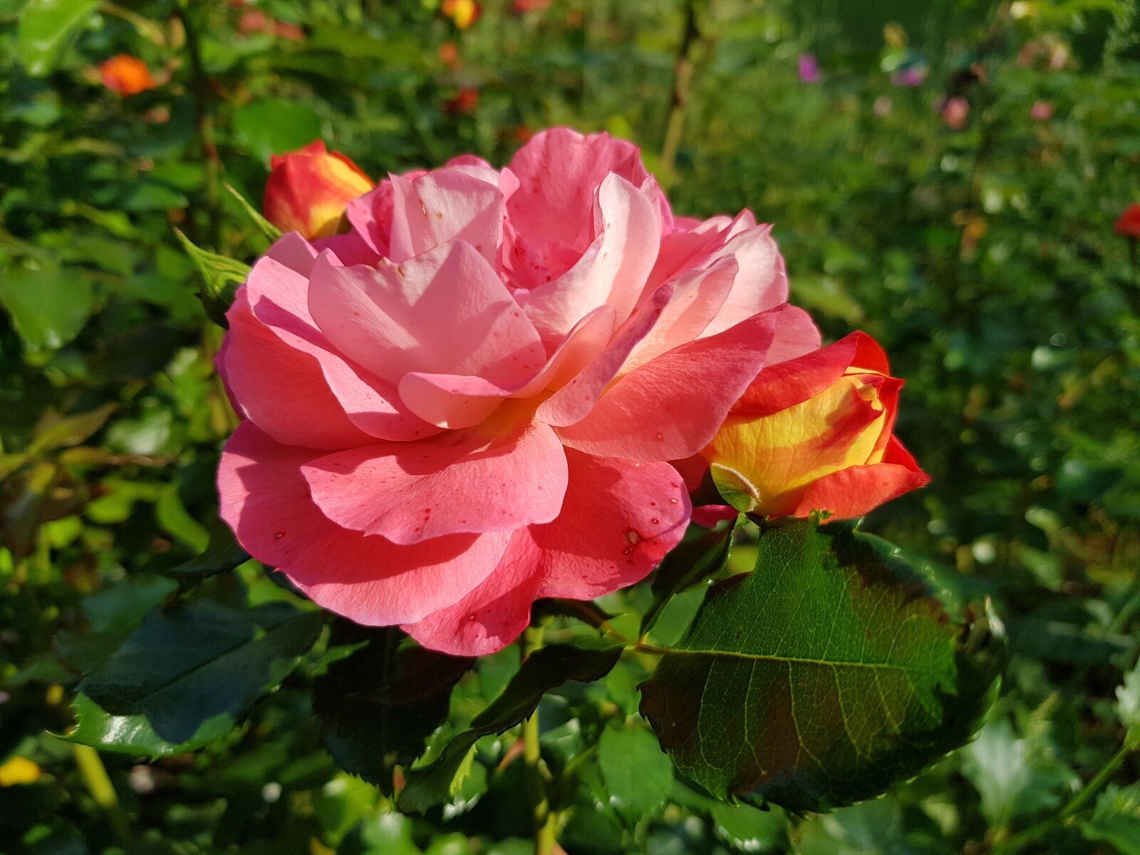 Samsung Galaxy S8 sample photo. Rose, flower, park photography
