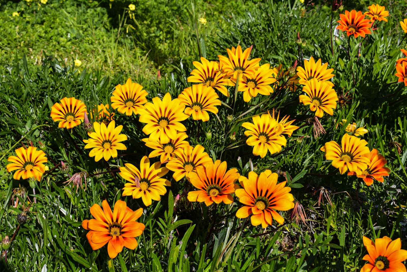 Nikon D3300 sample photo. Flowers, gazania, colorful photography
