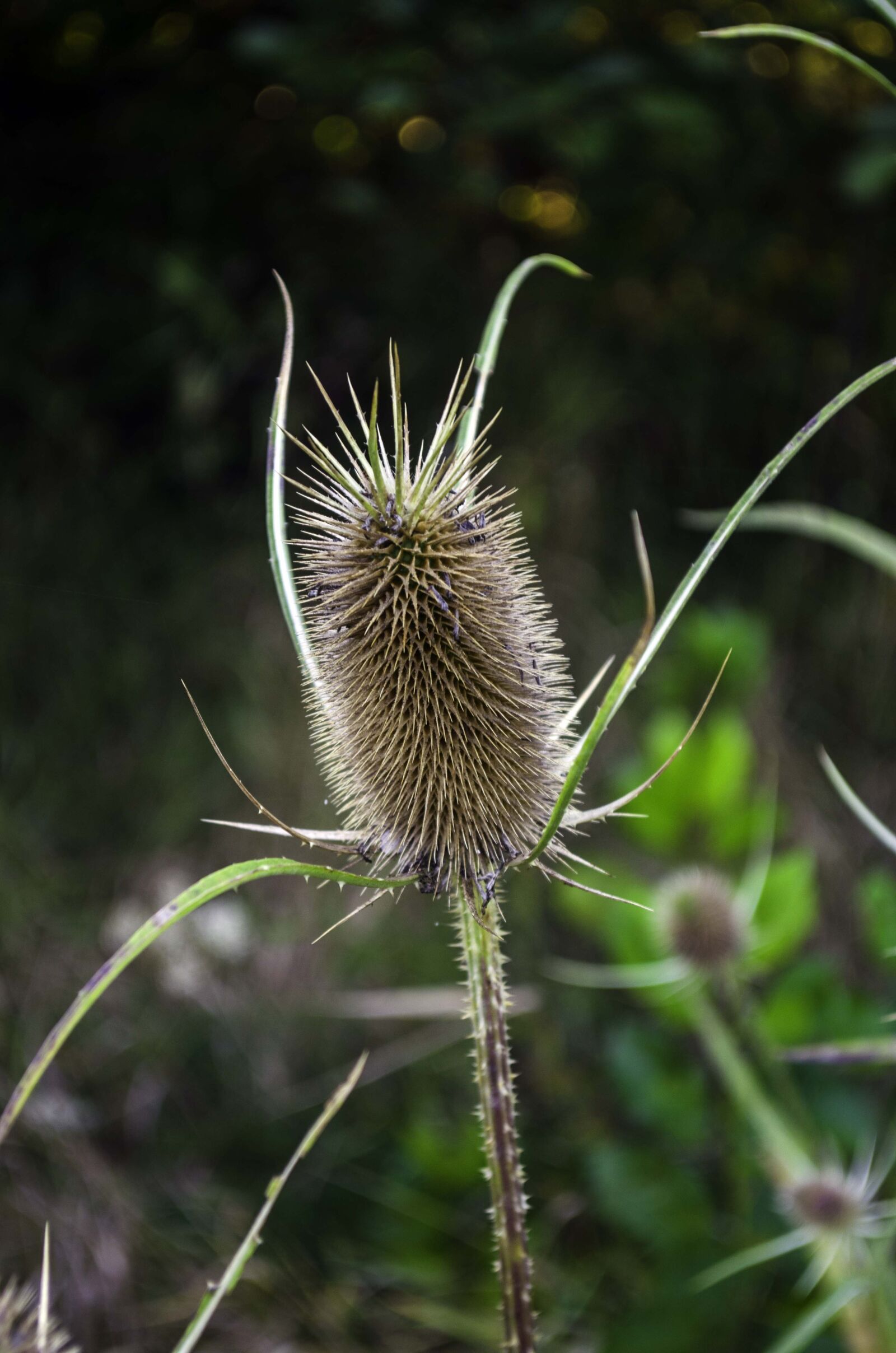 Nikon D5100 sample photo. Plant, barb, autumn photography