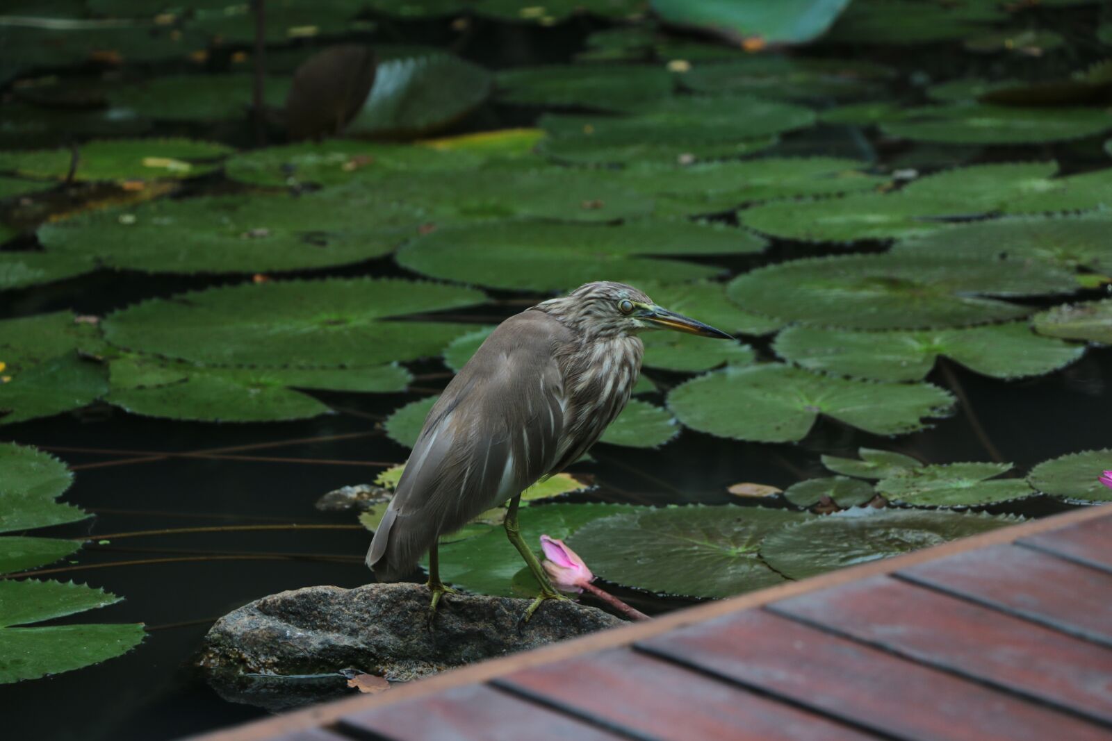Canon EOS 70D sample photo. Bird, crane, asian photography