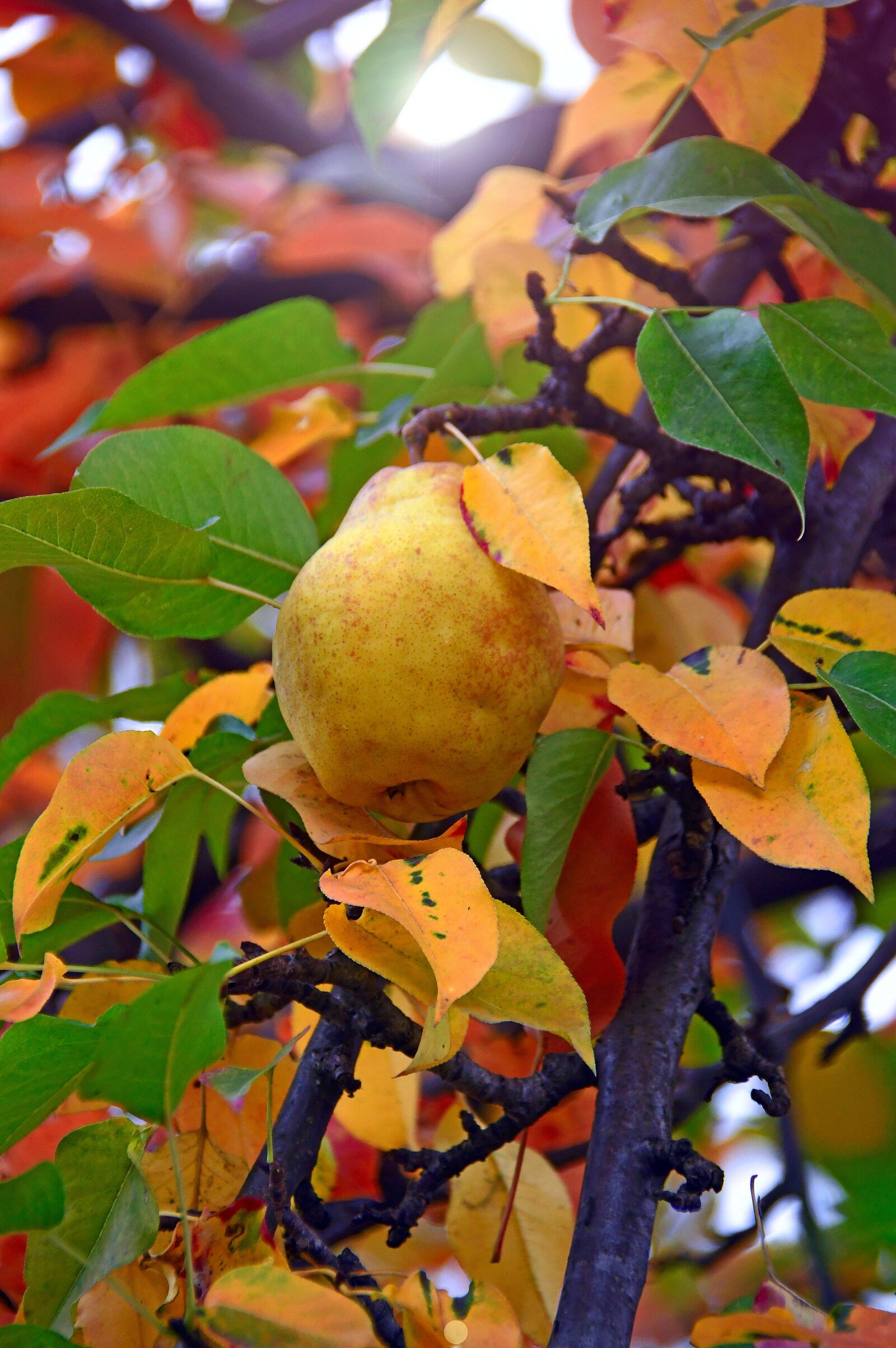 Nikon D3200 sample photo. Fruit, pear, yellow pear photography