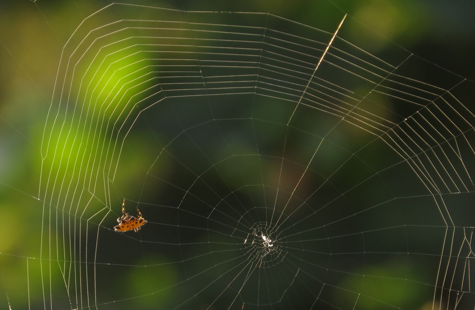Canon PowerShot SX50 HS sample photo. Spider, web, arachnid photography
