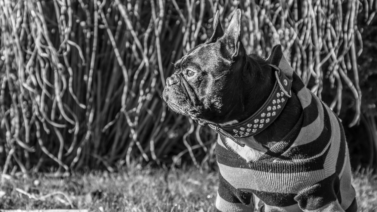 Sony DT 18-135mm F3.5-5.6 SAM sample photo. Dog, animal, walk photography
