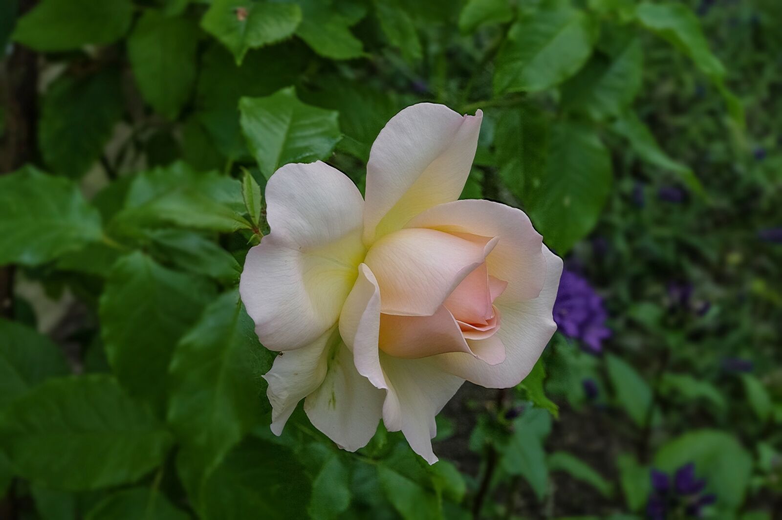 Samsung GX-20 sample photo. Garden, rose, nature photography