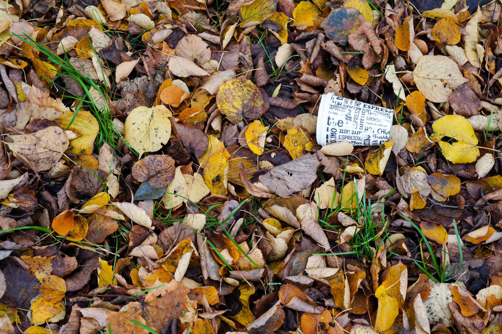 Sony a7C sample photo. Autumn littering photography
