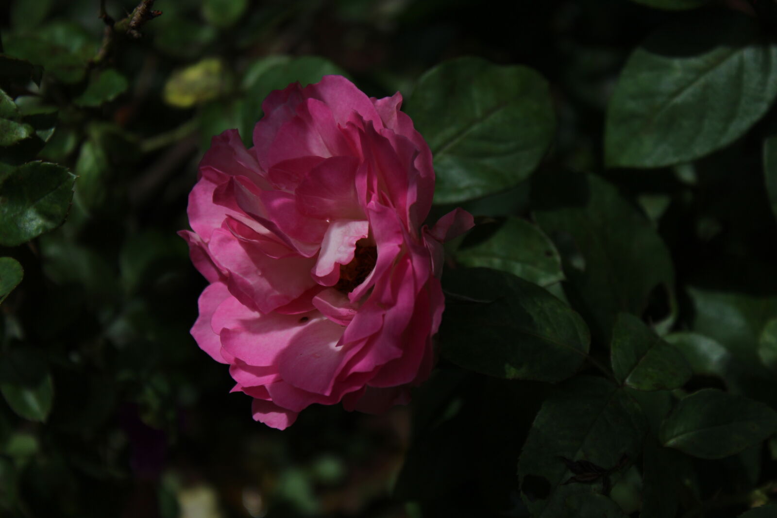 Canon EOS 700D (EOS Rebel T5i / EOS Kiss X7i) sample photo