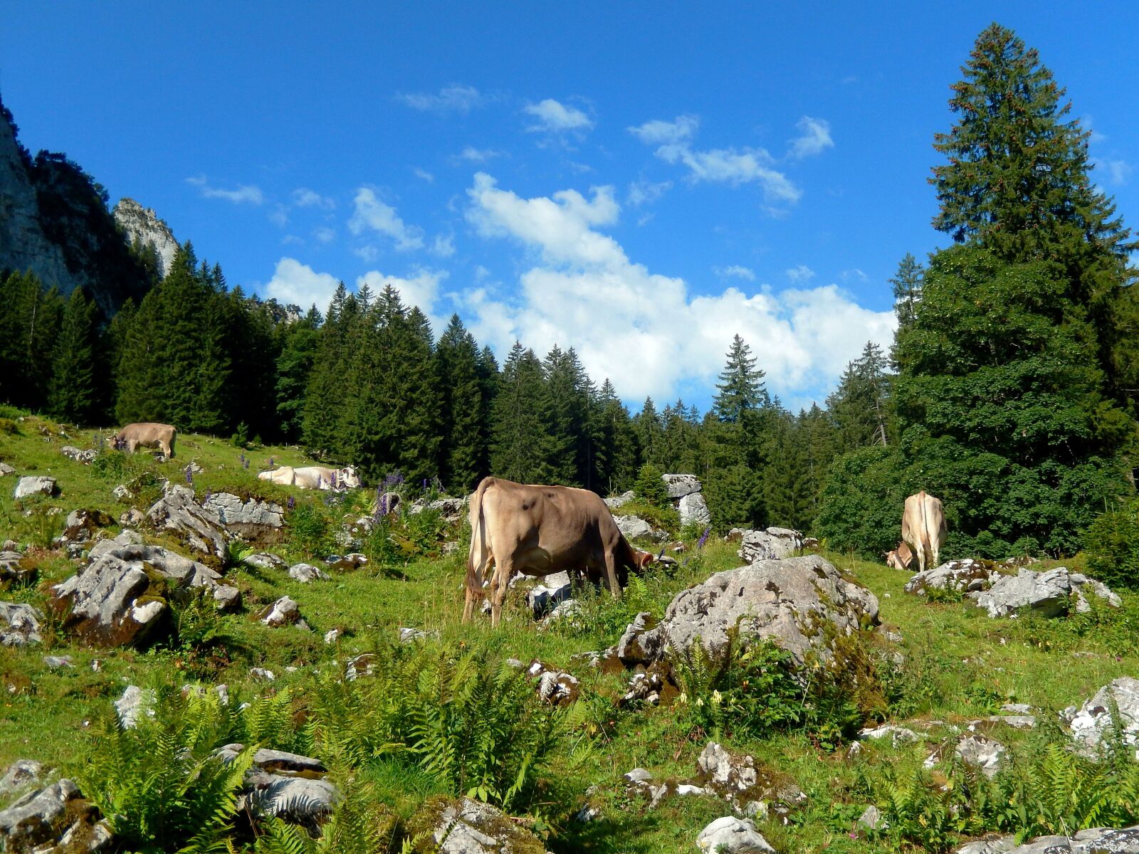 Nikon Coolpix S9500 sample photo. Cows, mountain world, alpine photography