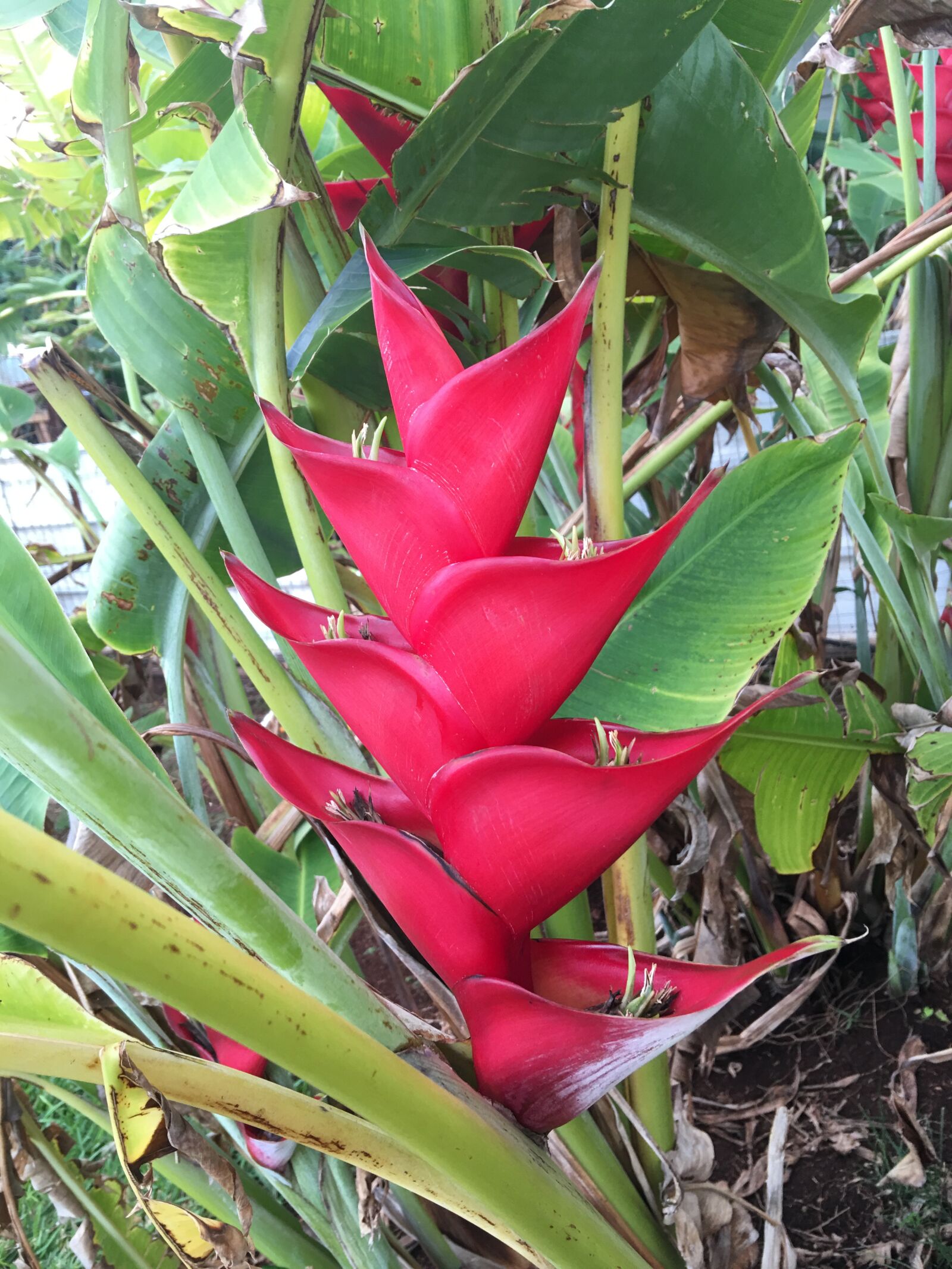 iPhone 6s Plus back camera 4.15mm f/2.2 sample photo. Red tropical, carabea, hawaii photography