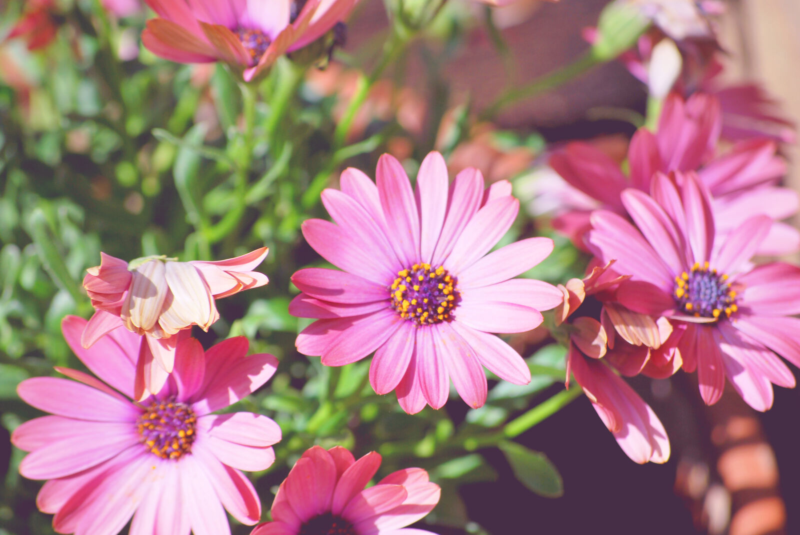 Nikon D60 + Nikon AF-S DX Nikkor 55-200mm F4-5.6G VR sample photo. Beautiful, beautiful, flowers, bloom photography