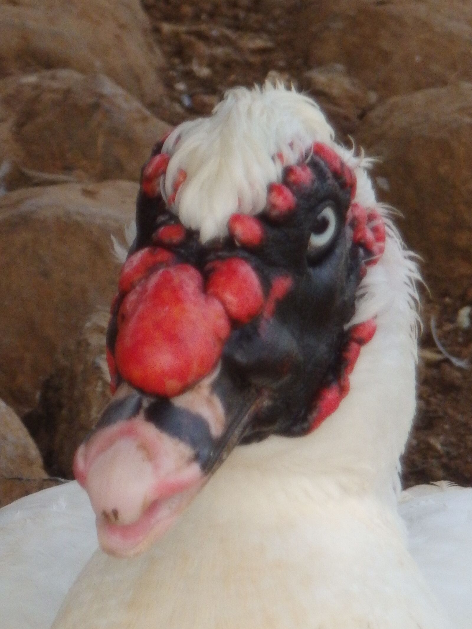 Olympus SZ-16,DZ-105 sample photo. Bird, chicken, poultry photography