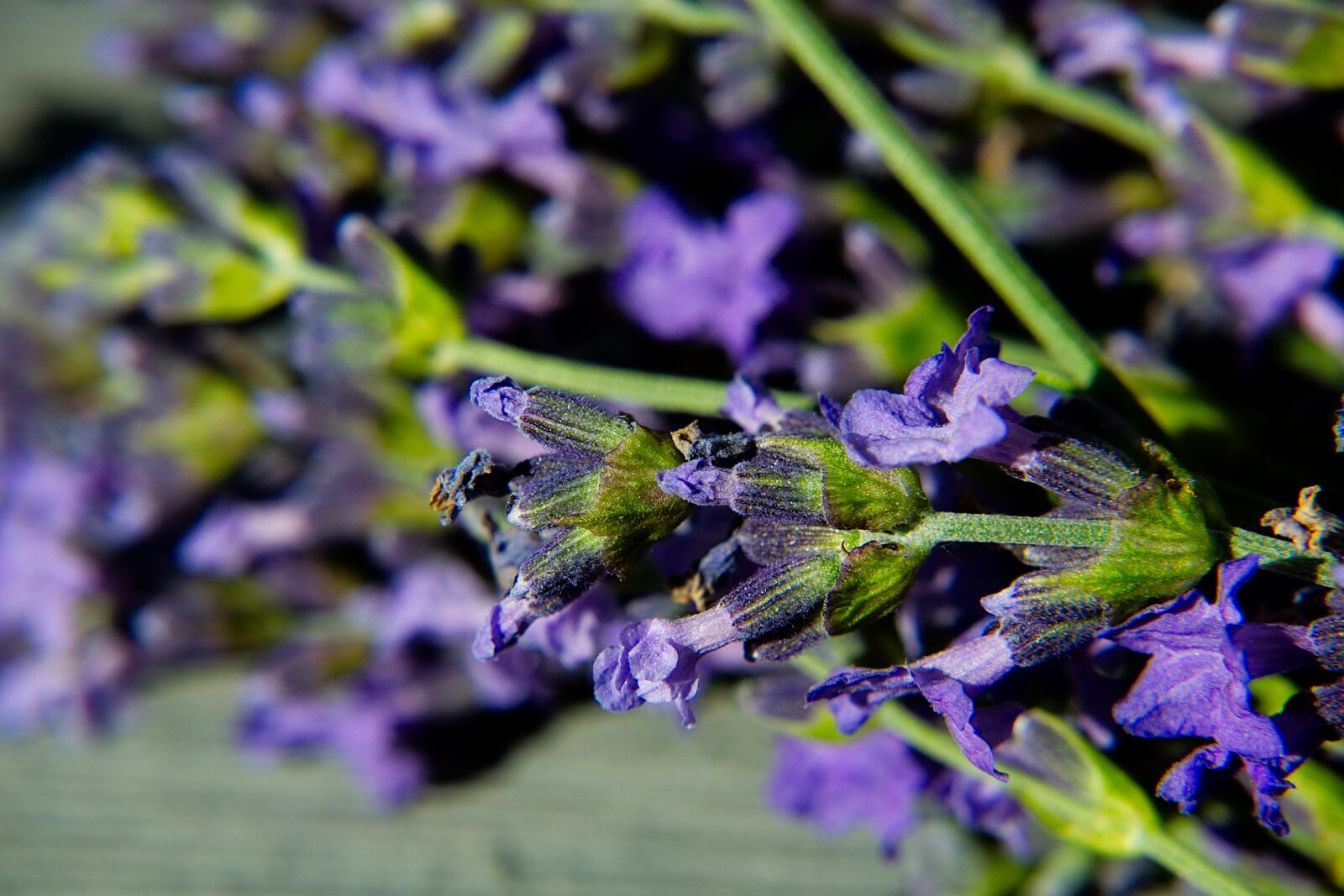 Nikon 1 V2 sample photo. Lavender, macro, blossom photography
