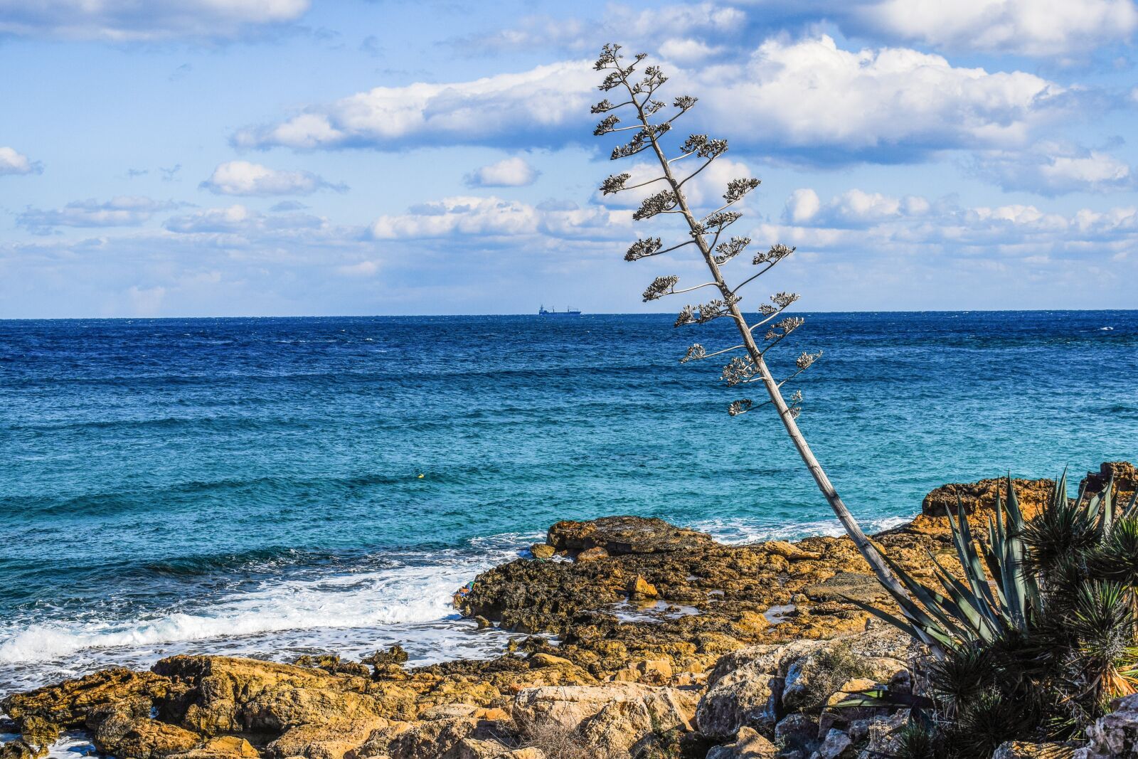 Nikon D3300 sample photo. Tree, coast, landscape photography