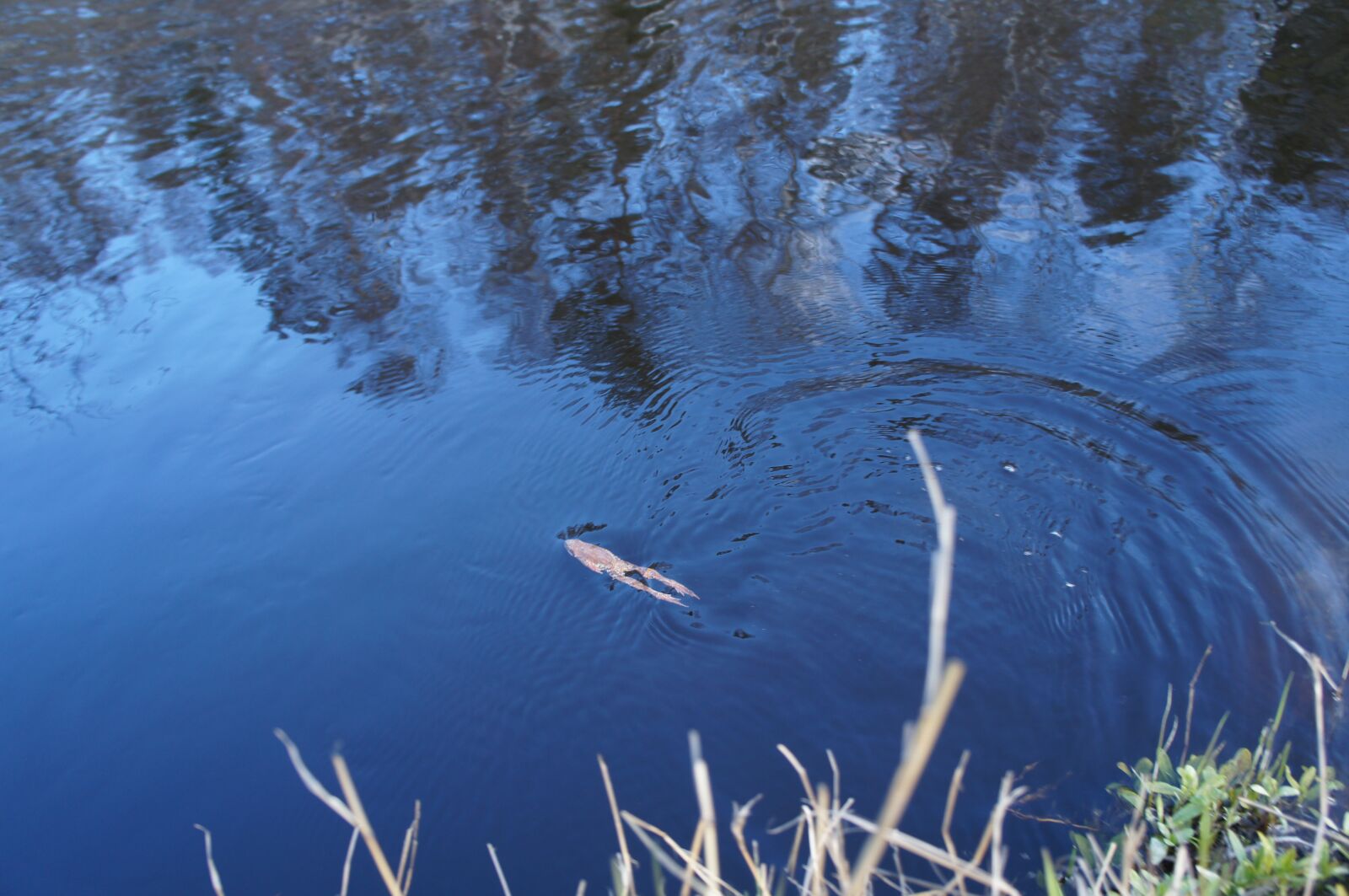 Sony Alpha NEX-C3 sample photo. Pond, river, water photography