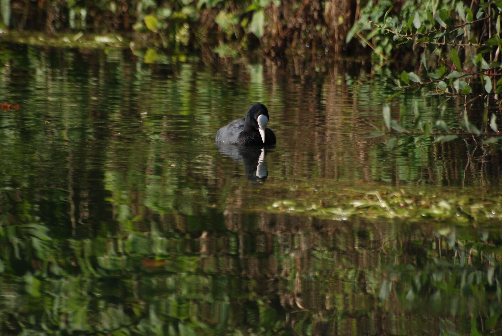 Nikon D80 sample photo. Coot, rallidae, water bird photography