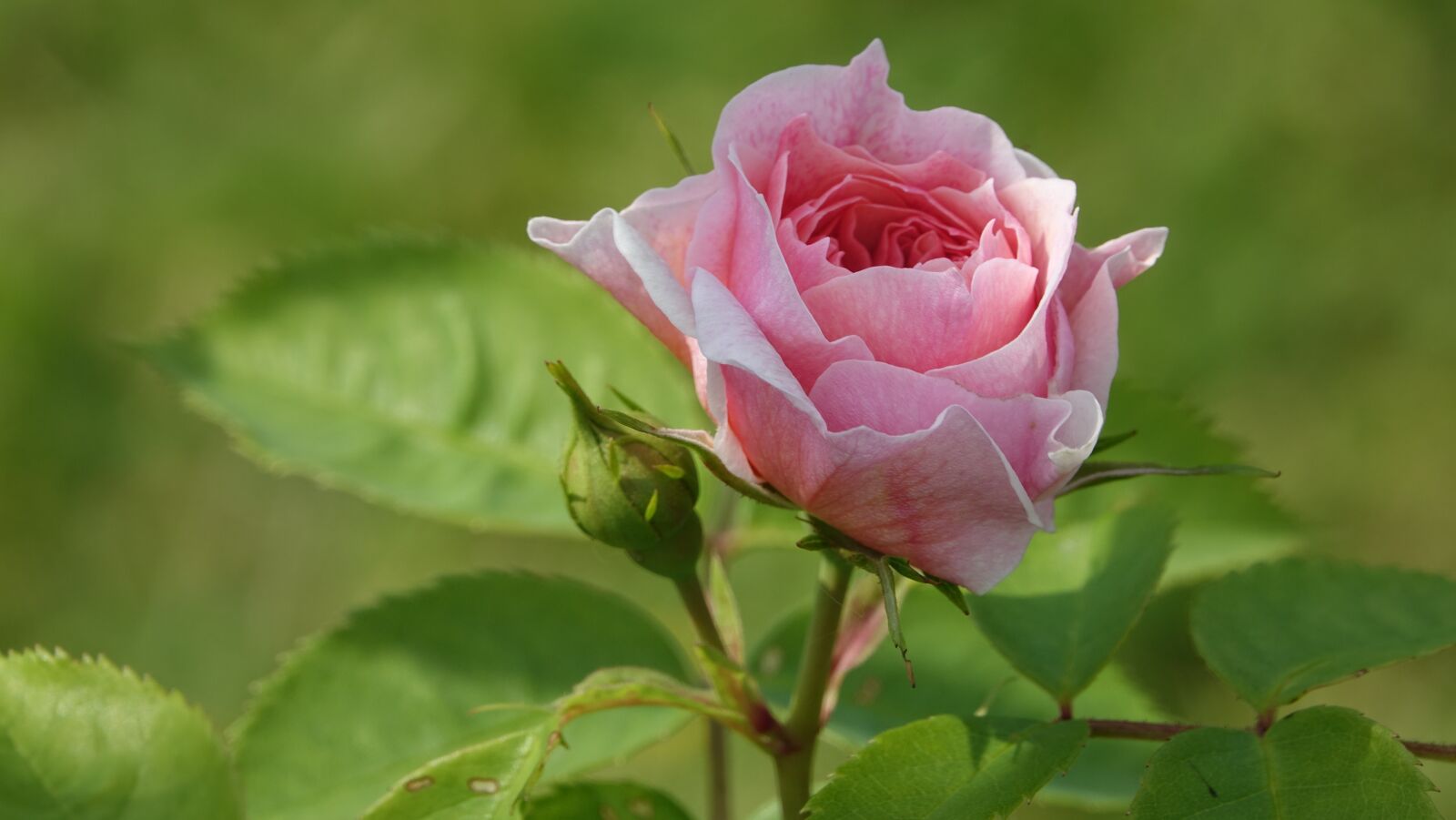 Sony Cyber-shot DSC-RX10 III sample photo. Pink, garden, blade photography